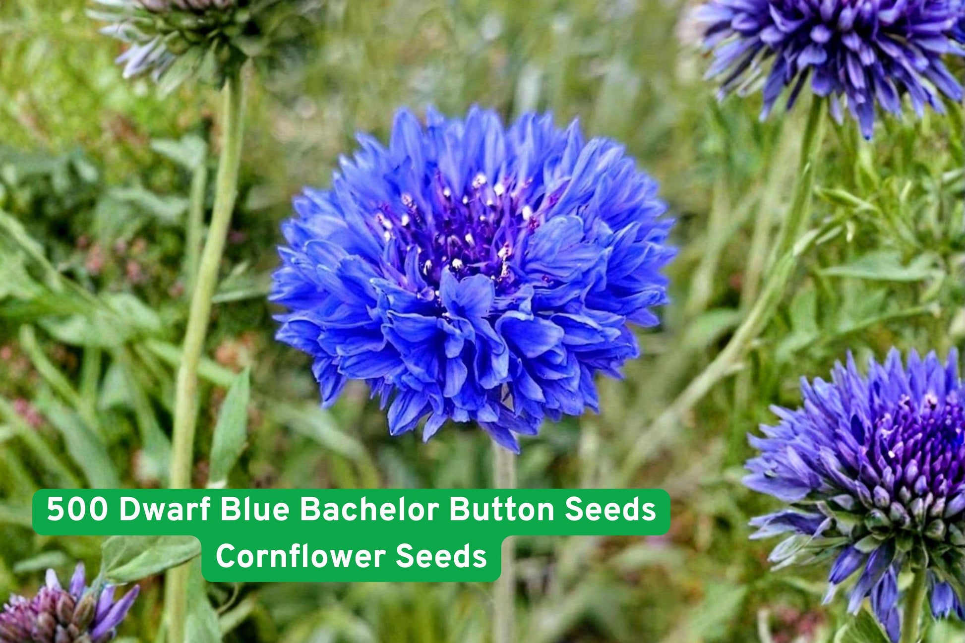 500 Dwarf Blue Bachelor Button Seeds - Centaurea cyanus - Bright Blue Cornflower Wildflower for Borders and Pollinator Gardens