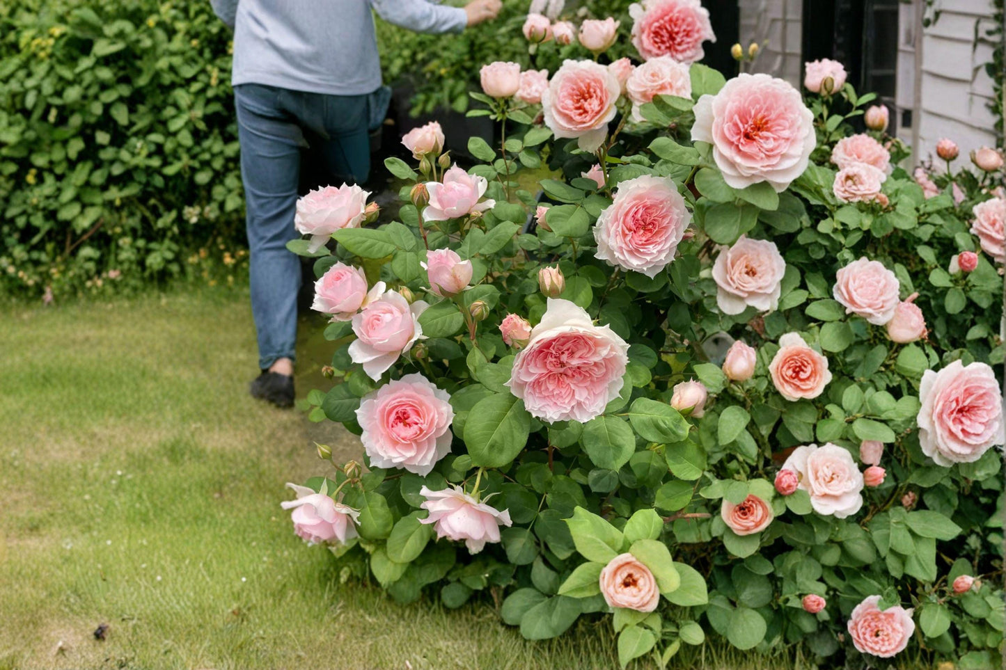 Monique Darve Rose Cuttings - 3 Propagation Cuttings - Rosa hybrid - Ornamental Pink Blooms for Garden and Containers