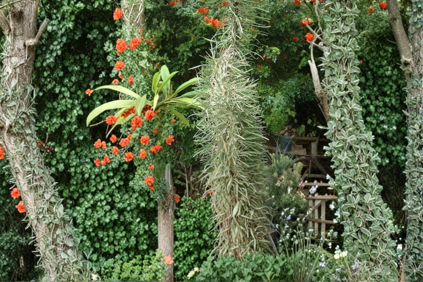 Octopus Tree Seeds - 5 Seeds - Didierea madagascariensis - Rare Succulent Tree for Arid Climate - Unique Spiny Structure
