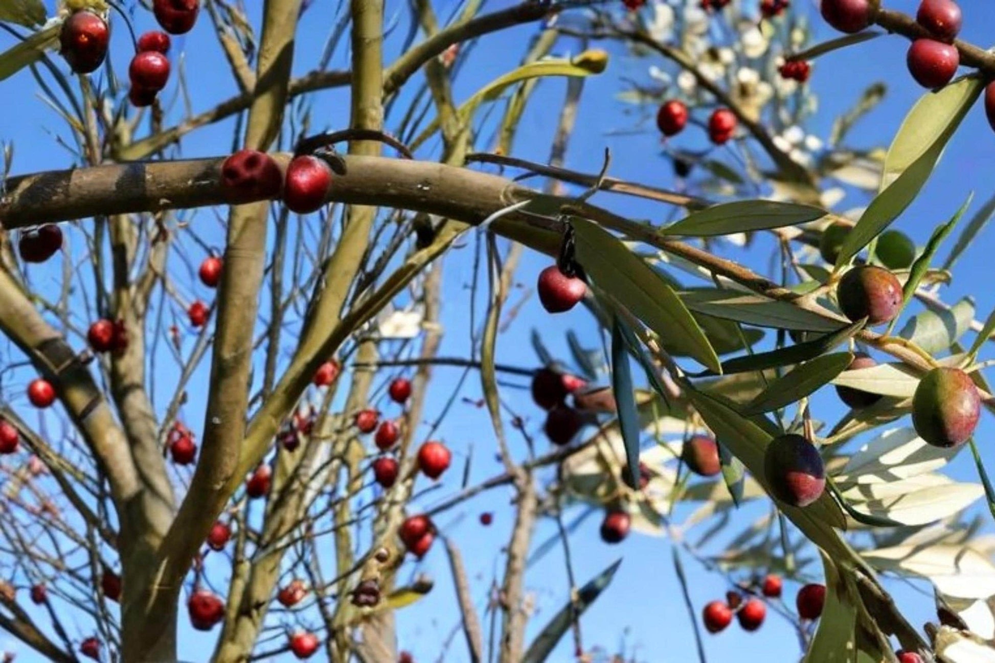 Olive Tree Seeds - 25 Seeds Olea europaea - Edible Fruit, Evergreen, Drought Tolerant, Mediterranean Garden Plant