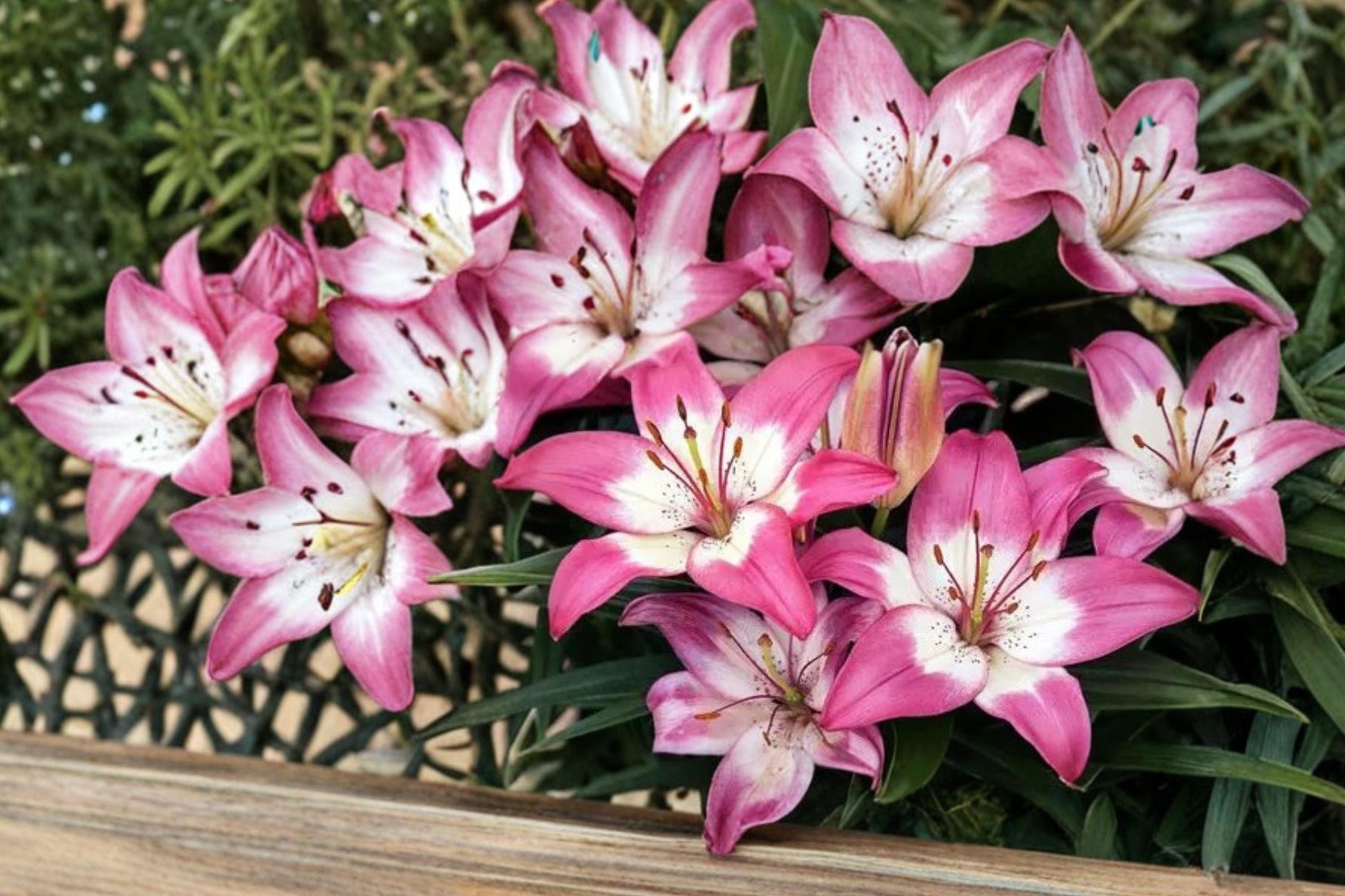 Perfect Joy Asiatic Lily Bulbs - 5 Pink Flowering Bulbs, Lilium asiatica, Perennial Garden Plant for Borders & Containers