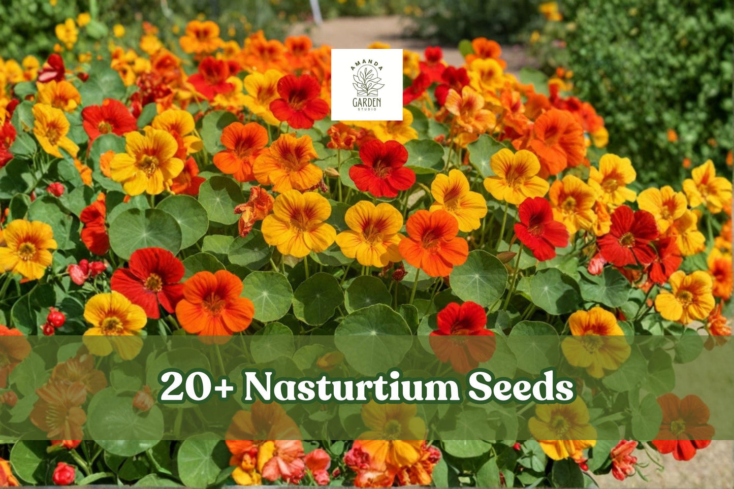 Nasturtium Seeds Dwarf Mix - 20+ Edible Flower Seeds, Tropaeolum majus, Colorful Blooms for Containers, Pollinator Friendly
