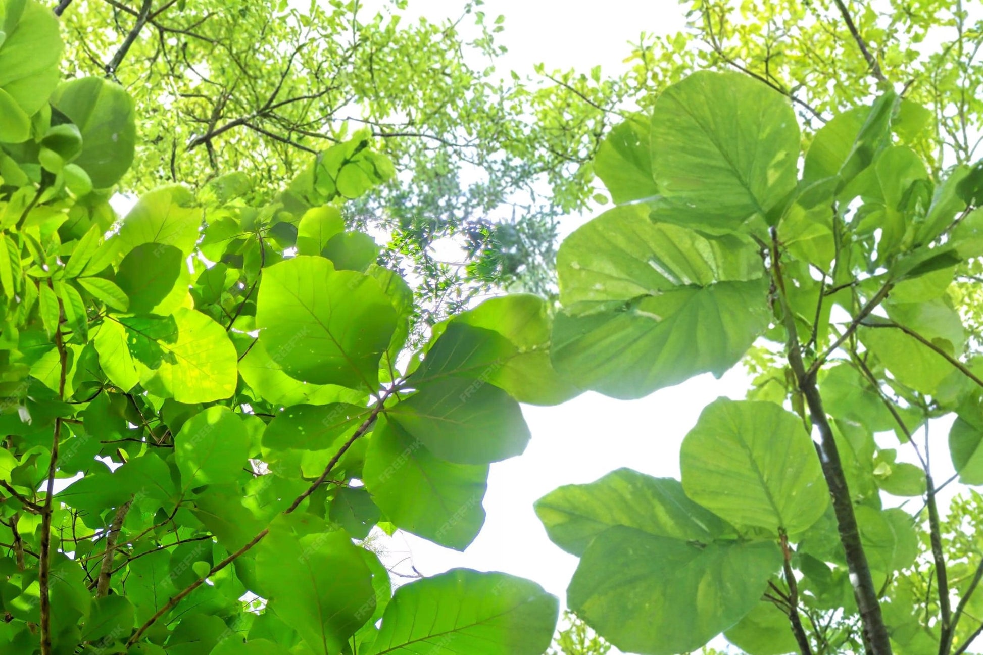 Teak Tree Seeds - 5 Seeds - Tectona grandis - Tropical Hardwood for Warm Climates - Exotic Garden Tree Seed