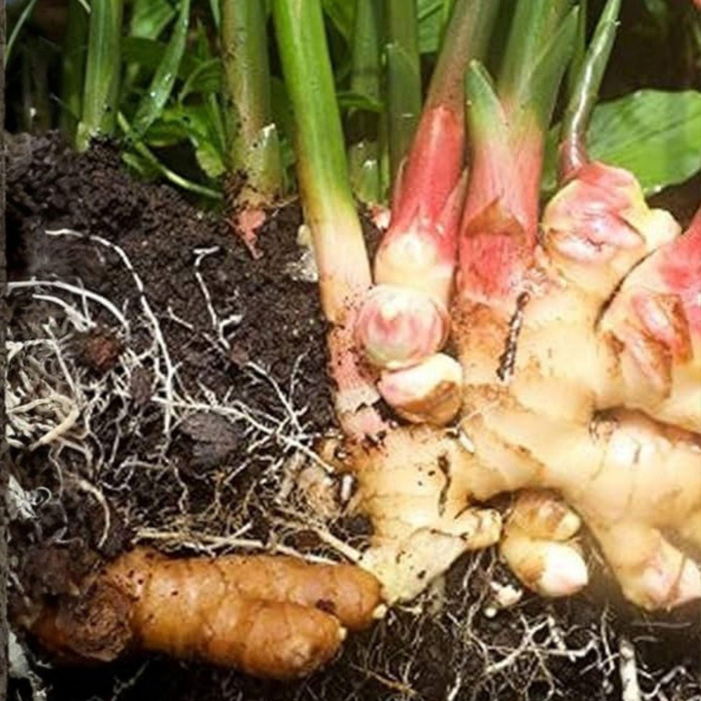Edible Ginger Plant 6-10 Inches Culinary Use Zingiber officinale Rooted Starter Plant for Home Garden