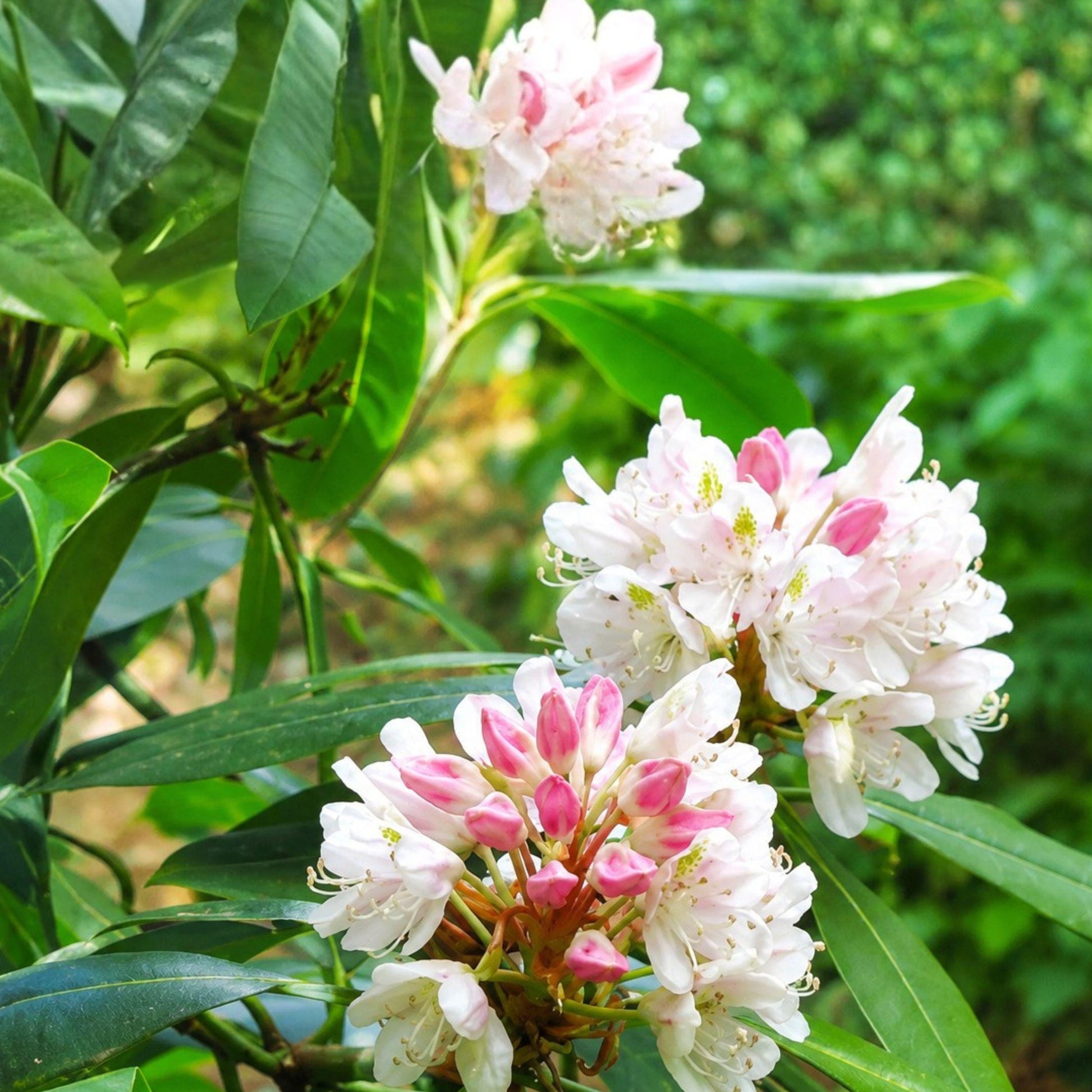 Rosebay Rhododendron Bare Root Shrub – Evergreen, Partial Shade, Acidic Soil, 6-12 Inches, Rhododendron maximum