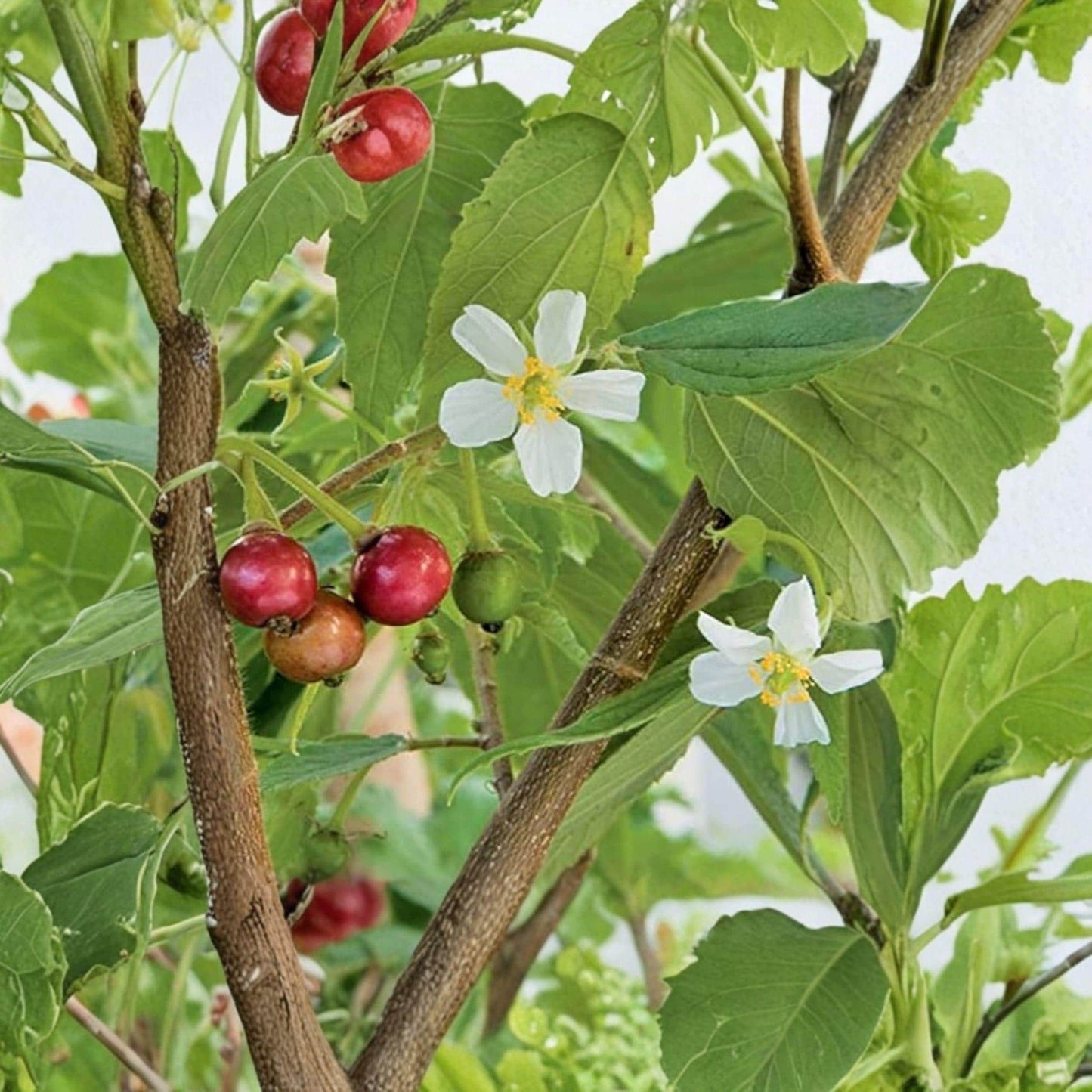 Strawberry Tree Live Plant, 6-10 Inches, Tropical Fruit, Muntingia calabura, Garden Starter Plant