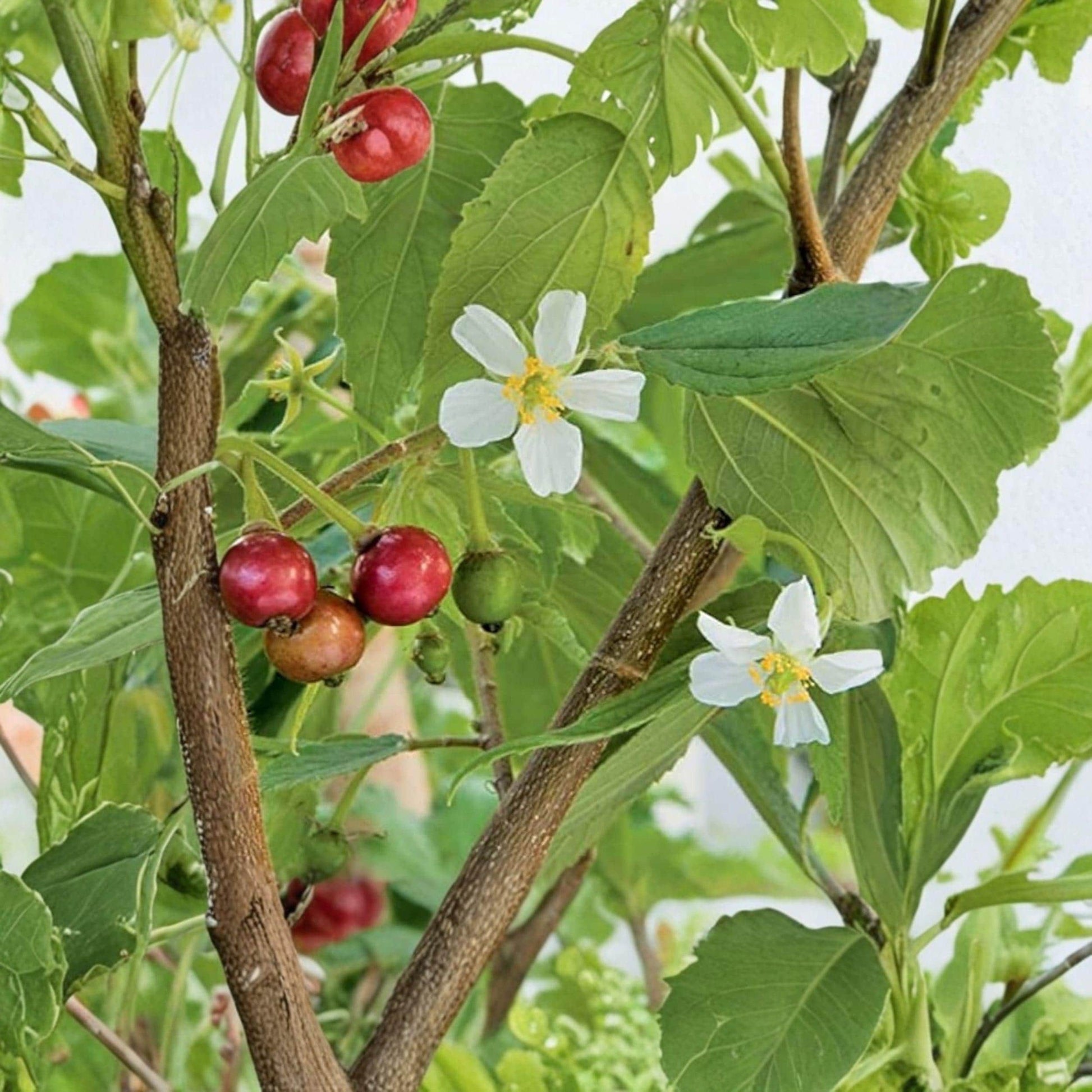 Strawberry Tree Live Plant, 6-10 Inches, Tropical Fruit, Muntingia calabura, Garden Starter Plant