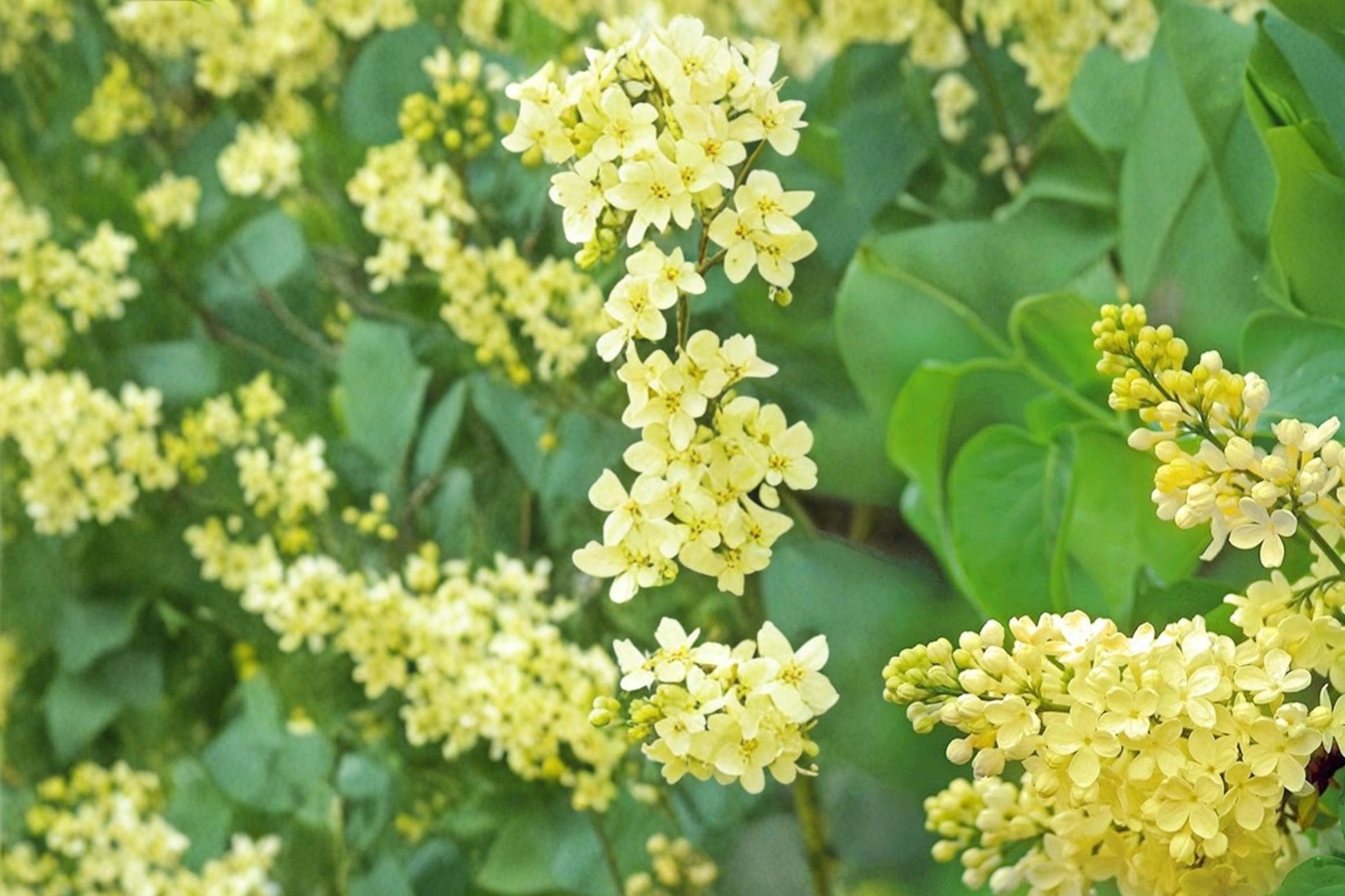 Yellow Lilac Seeds - 50 Pack - Syringa reticulata - Creamy Yellow Flowering Shrub for Landscaping and Garden Accents