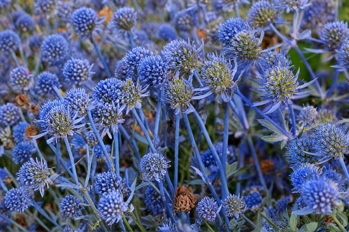Blue Star Sea Holly Seeds - 25 Eryngium planum Seeds for Spiky Blue Blooms, Ornamental Dried Flower Plant, Perennial Garden Seeds