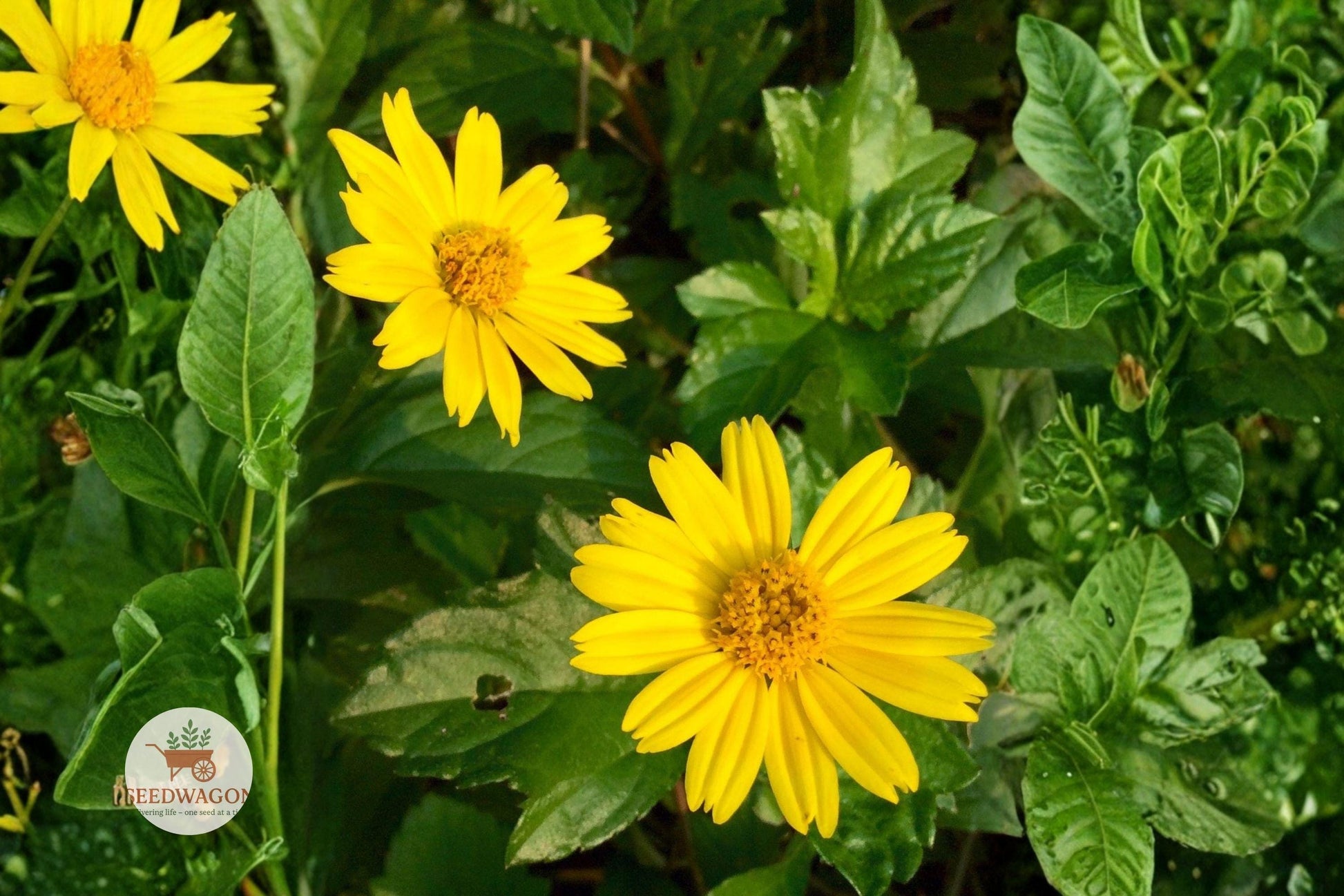 Yellowray Goldfields Seeds 100 - Golden Yellow Wildflower, Lasthenia glabrata, Native Pollinator Plant, Easy to Grow