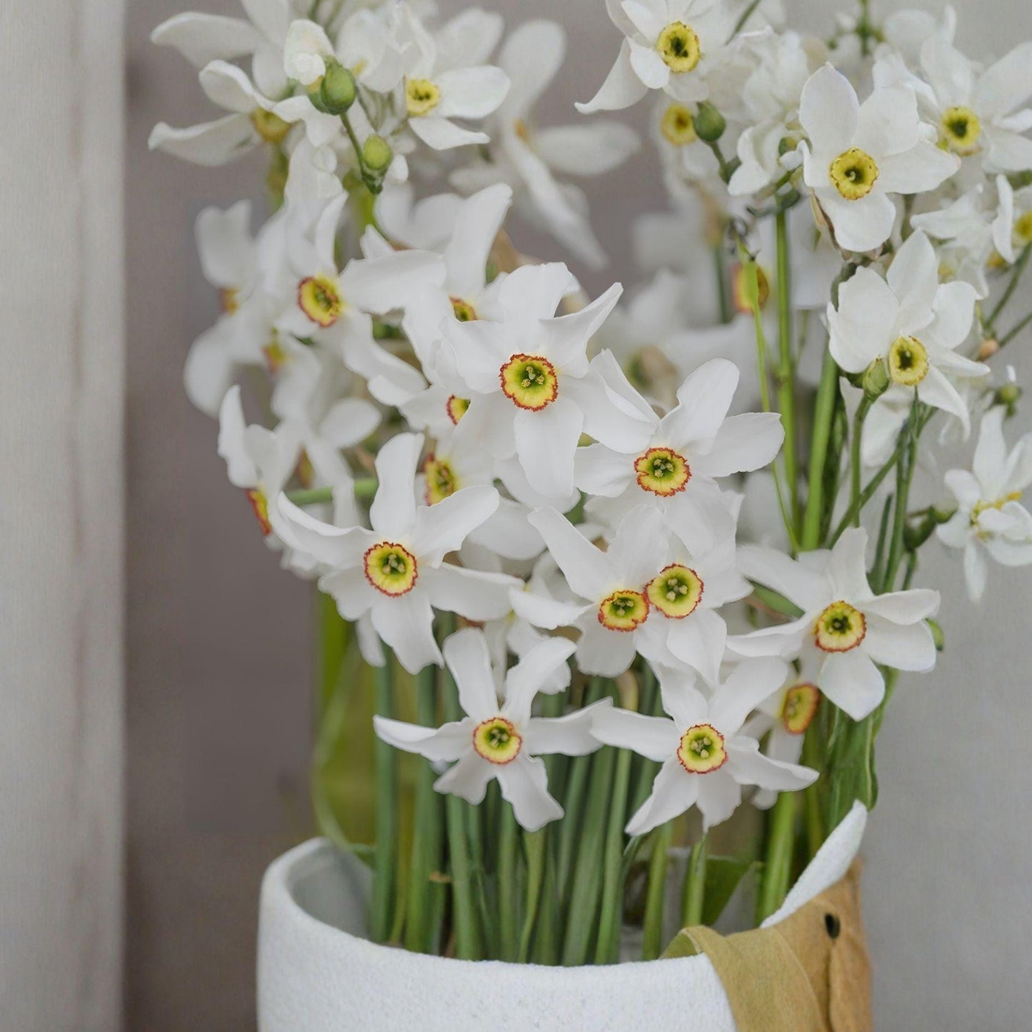 Poet’s Narcissus Bulbs - 10 Daffodil Flower Bulbs - Hardy Perennial - Narcissus poeticus - Spring Blooms for Garden & Borders
