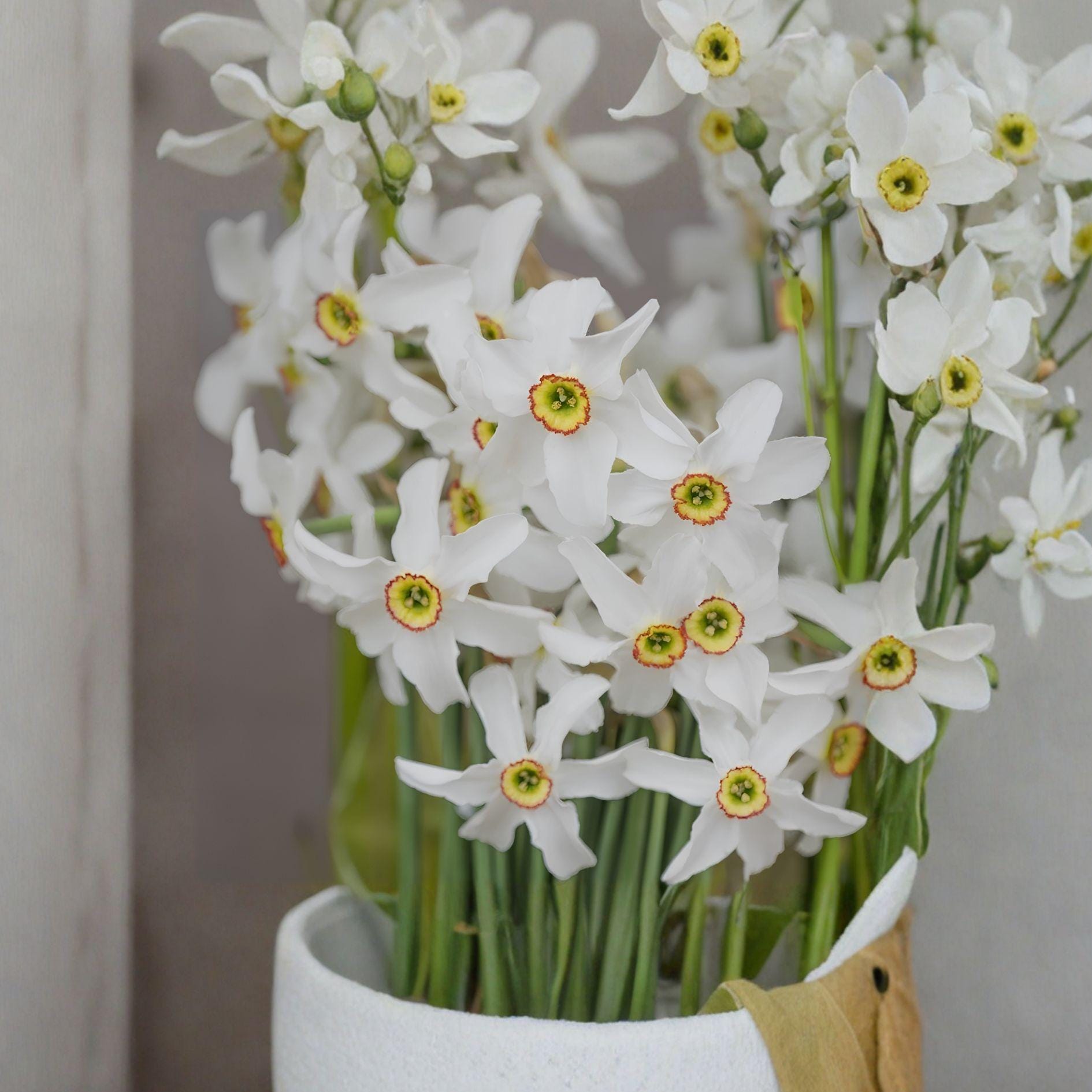 Poet’s Narcissus Bulbs - 10 Daffodil Flower Bulbs - Hardy Perennial - Narcissus poeticus - Spring Blooms for Garden & Borders