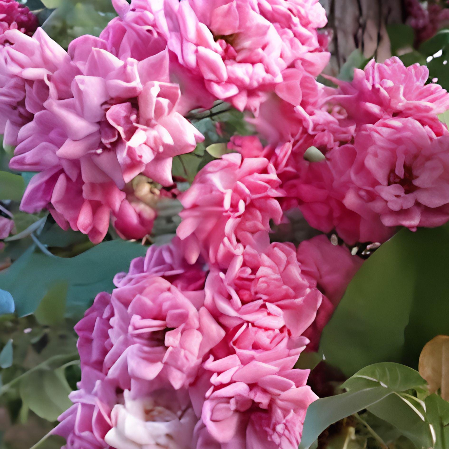 French Rose Cuttings - 4 Unrooted Climbing Rose Cuttings, Rosa spp., Ideal for Garden, Fence & Trellis Decoration
