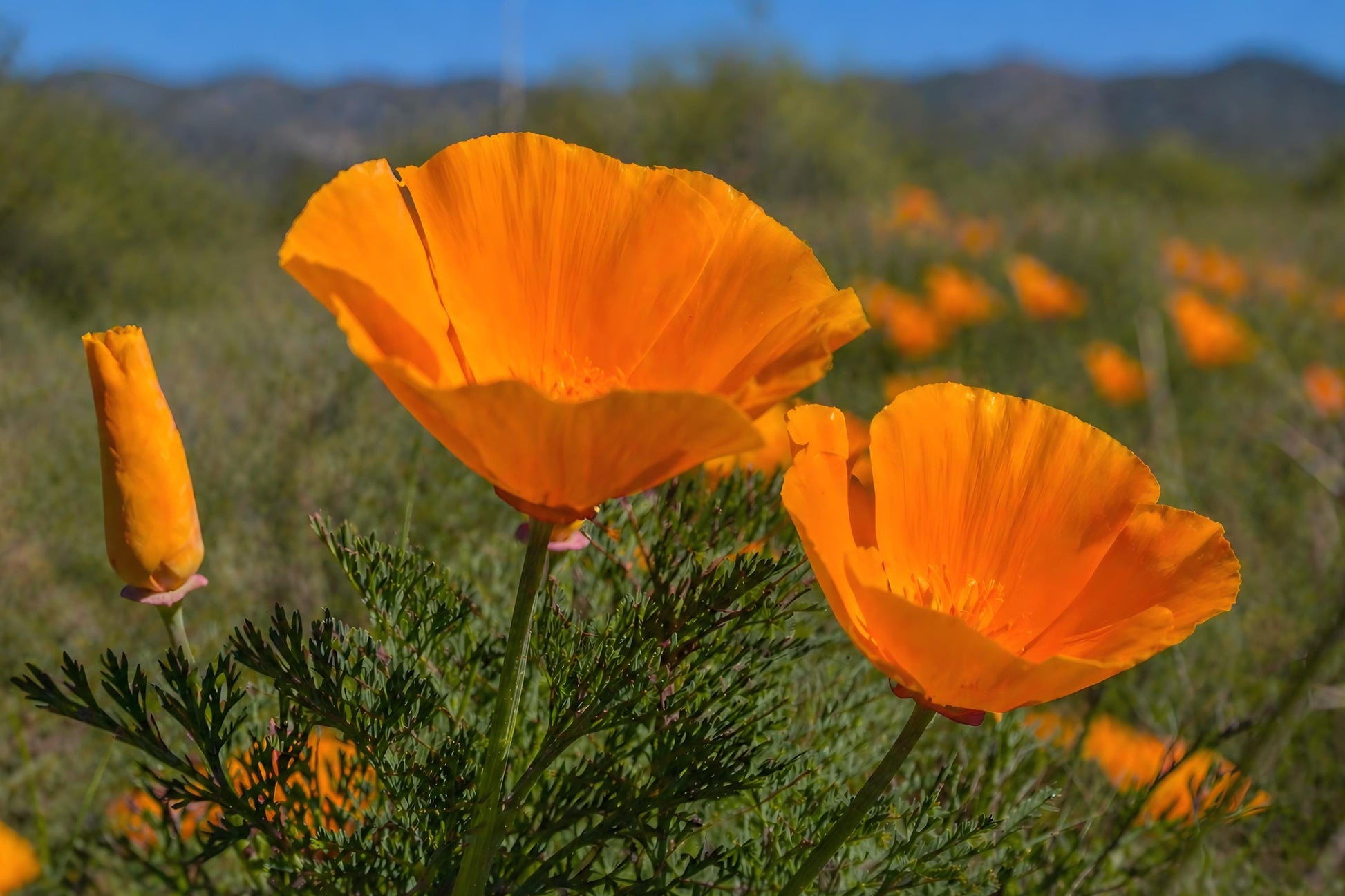 California Poppy Seeds (50) | Orange Wildflower | Eschscholzia californica | Easy to Grow, Drought-Tolerant Garden Plant