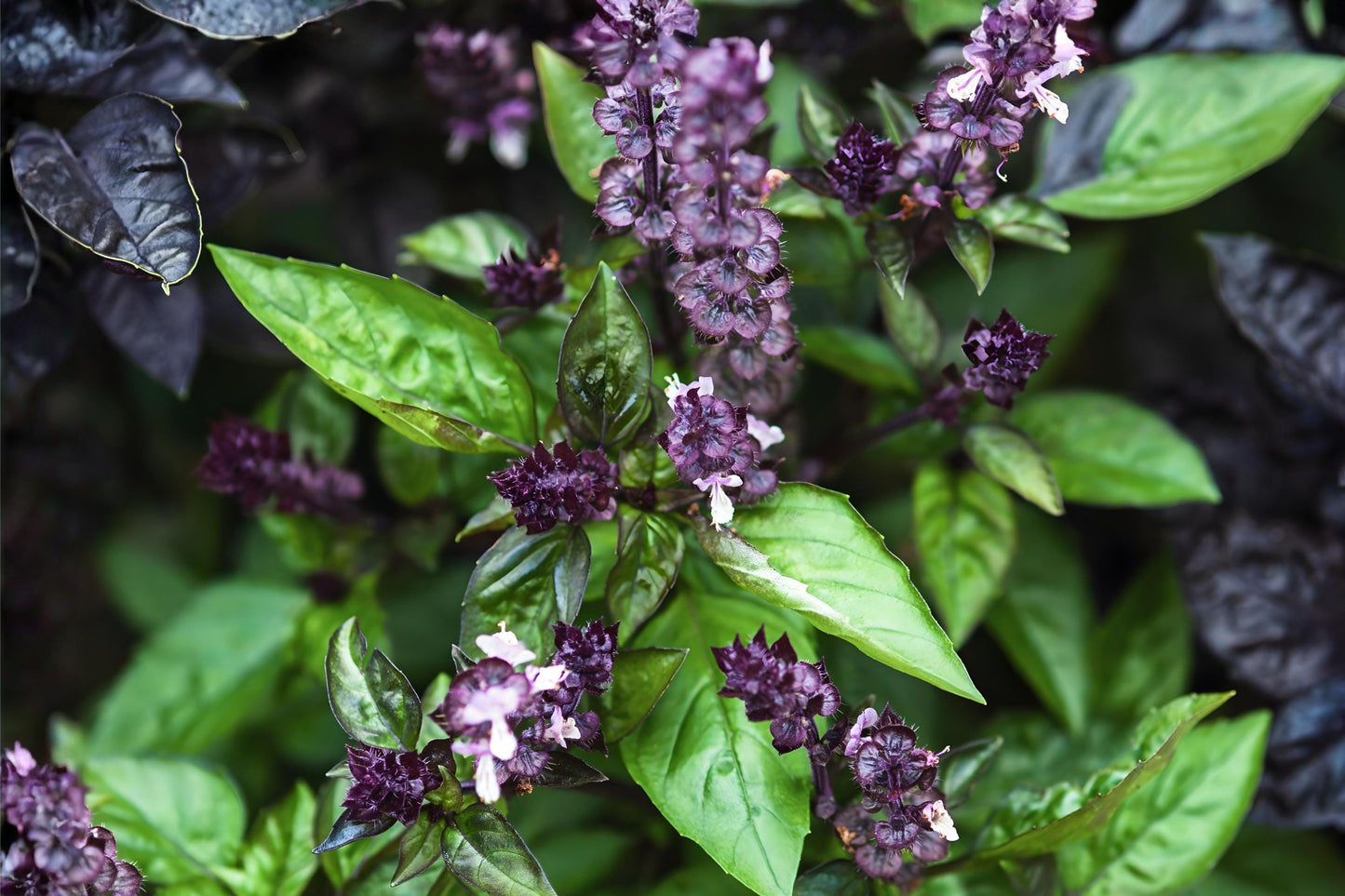 Cinnamon Basil Seeds (75) - Aromatic Sweet Basil for Culinary Use - Ocimum basilicum - Easy to Grow Herb for Gardens & Containers
