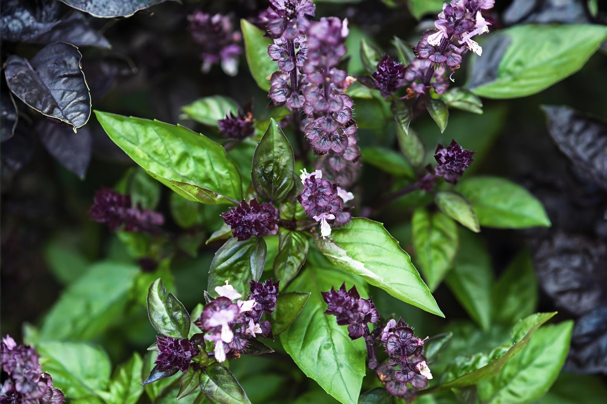 Cinnamon Basil Seeds (75) - Aromatic Sweet Basil for Culinary Use - Ocimum basilicum - Easy to Grow Herb for Gardens & Containers