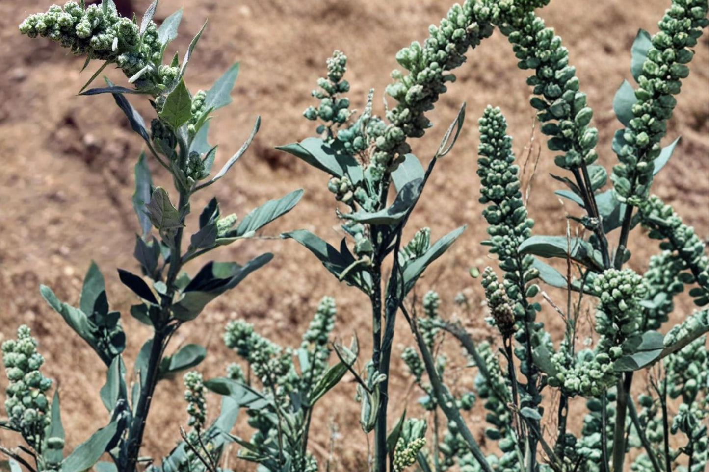 Lambsquarters Seeds - 100 Count Chenopodium album - Fast-Growing Annual Edible Plant for Garden or Naturalized Areas