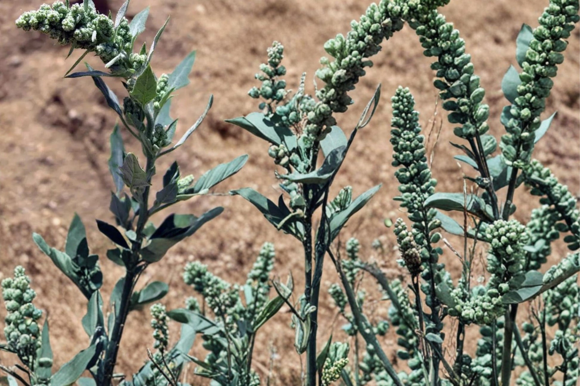 Lambsquarters Seeds - 100 Count Chenopodium album - Fast-Growing Annual Edible Plant for Garden or Naturalized Areas