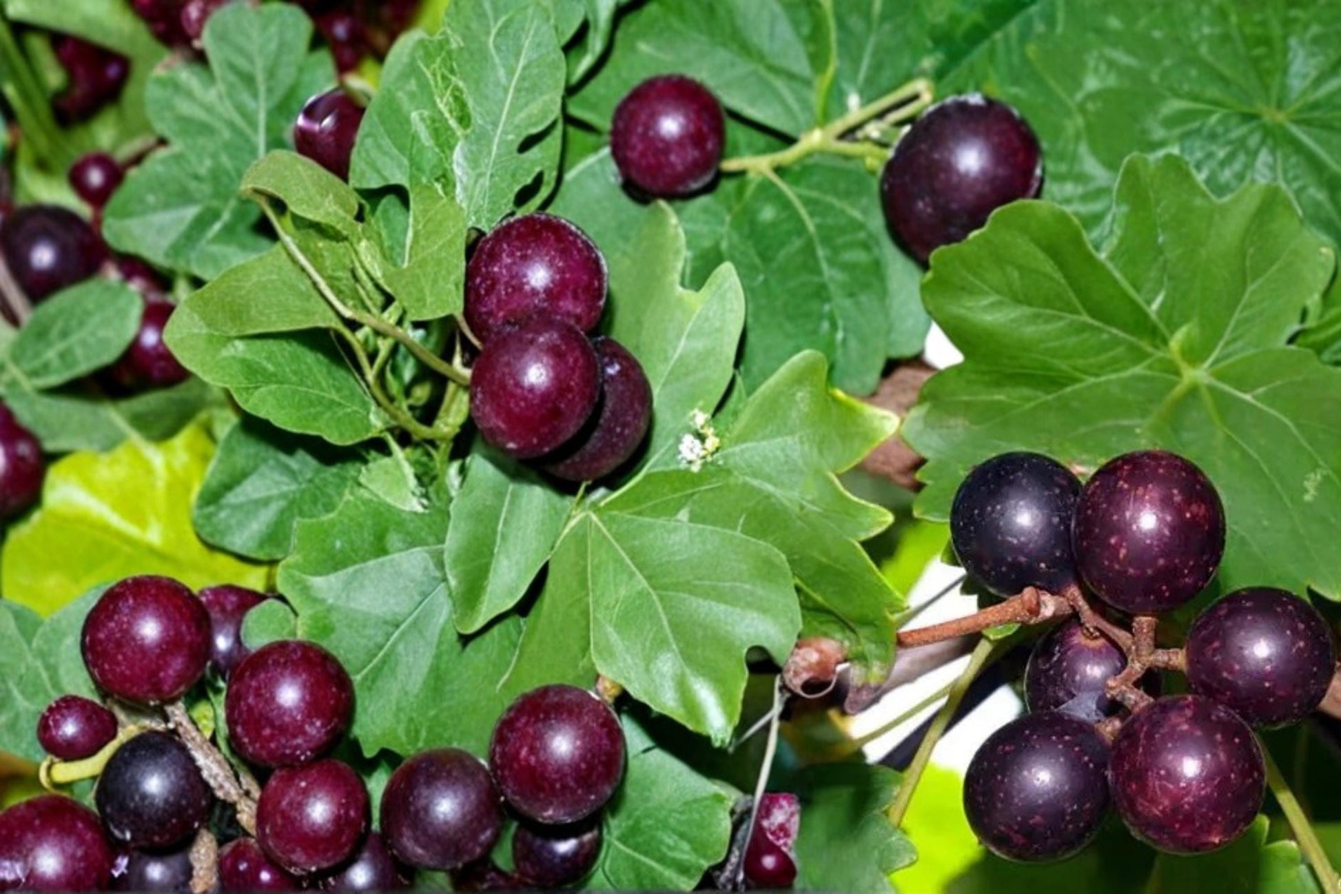 Muscadine Grape Seeds - 5 Seeds for Planting - Vitis rotundifolia - Fruitful Climbing Vine for Warm Climate Gardens