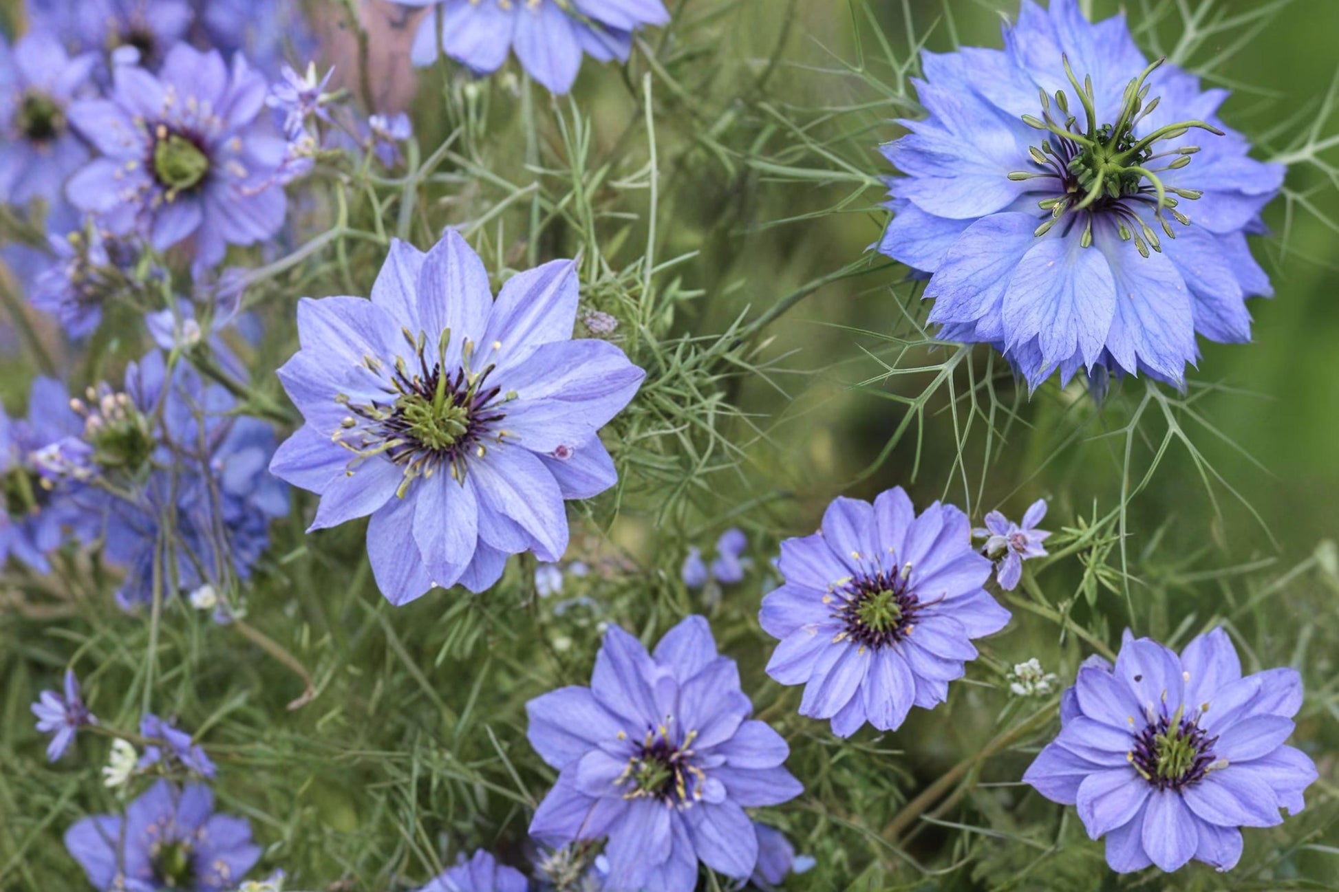 Love in a Mist Seeds - 500 Seeds, Nigella damascena, Annual Flower, Decorative Seed Pods, Garden Plant for Borders and Arrangements