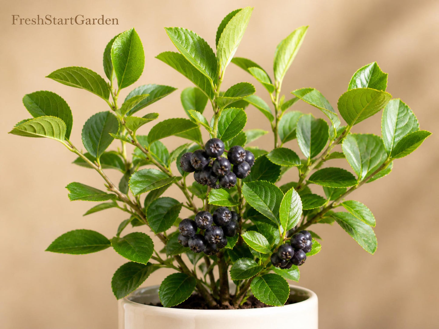 Black Chokeberry Plant - 12–24in Bare Root Native Berry Shrub - Aronia melanocarpa - Edible Black Berries, White Flowers