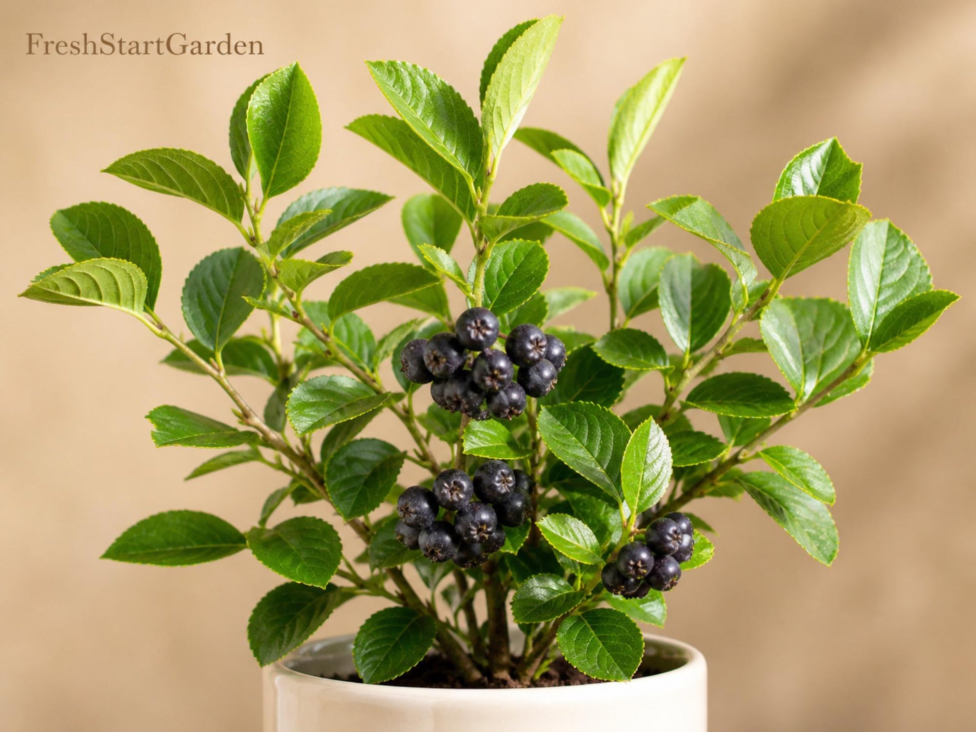 Black Chokeberry Plant - 12–24in Bare Root Native Berry Shrub - Aronia melanocarpa - Edible Black Berries, White Flowers