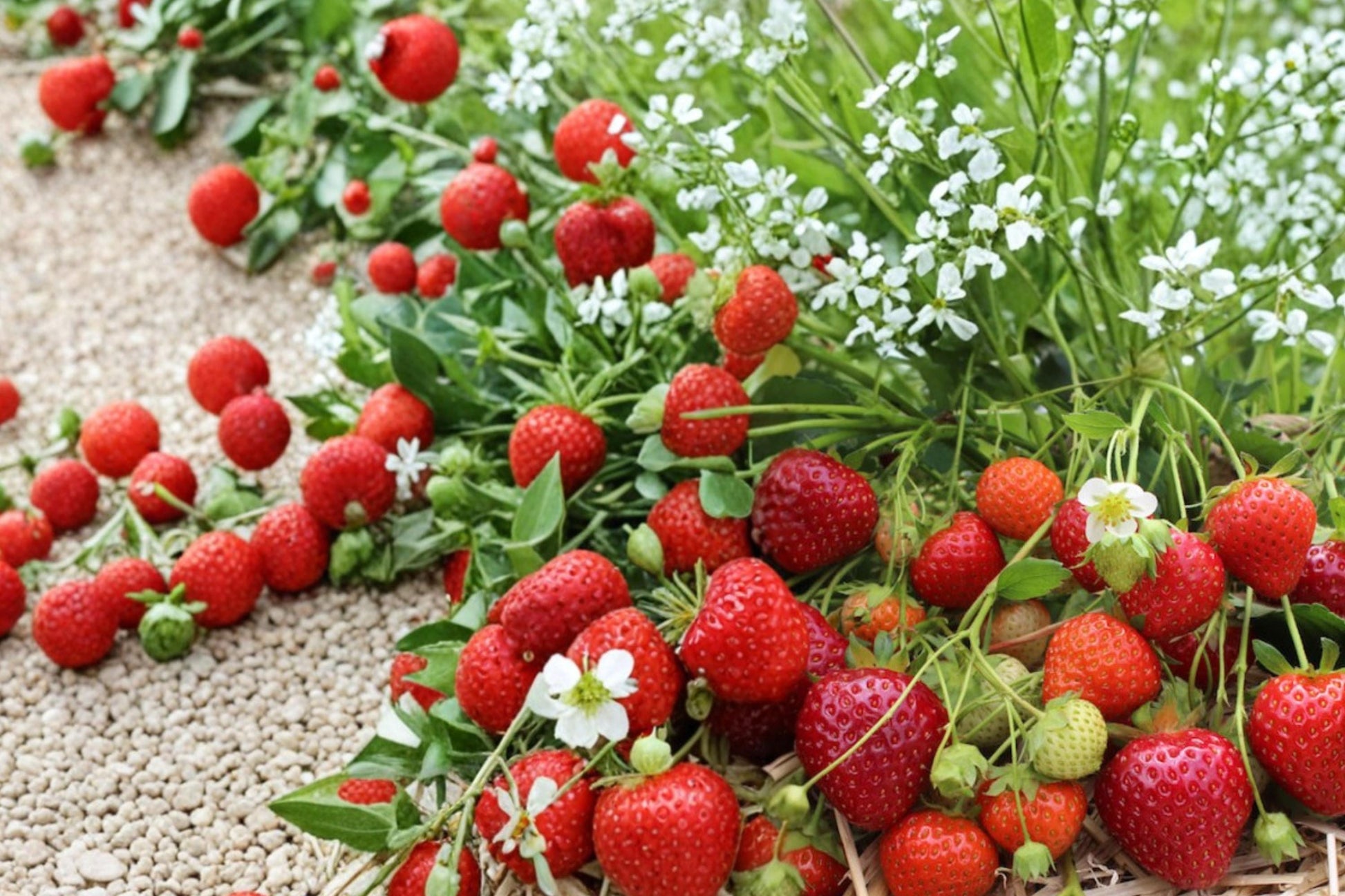 Yambu Strawberry Roots - 5 Bare Roots for Planting - Fragaria × ananassa - Edible Berry Plant for Garden Beds or Containers