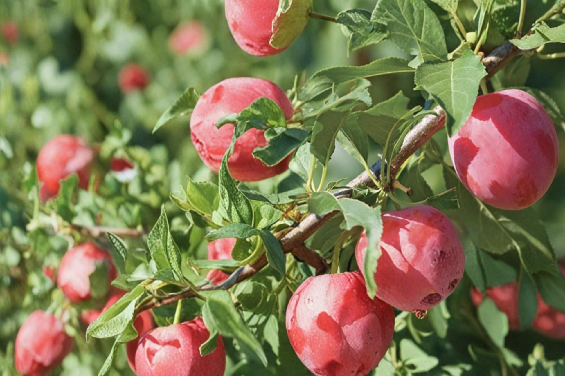 American Plum Seeds - 15 Seeds for Planting - Prunus americana - Edible Fruit Tree for Gardens and Orchards