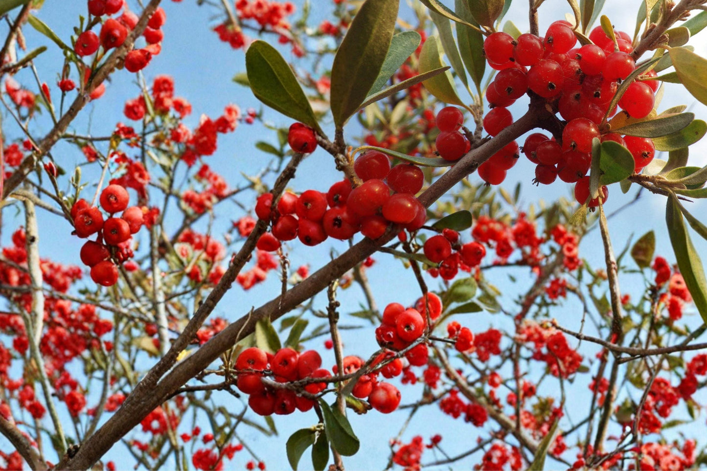 Silver Buffaloberry Seeds - 100 Seeds for Planting - Hardy Deciduous Shrub - Shepherdia argentea - Silver Foliage and Red Berries