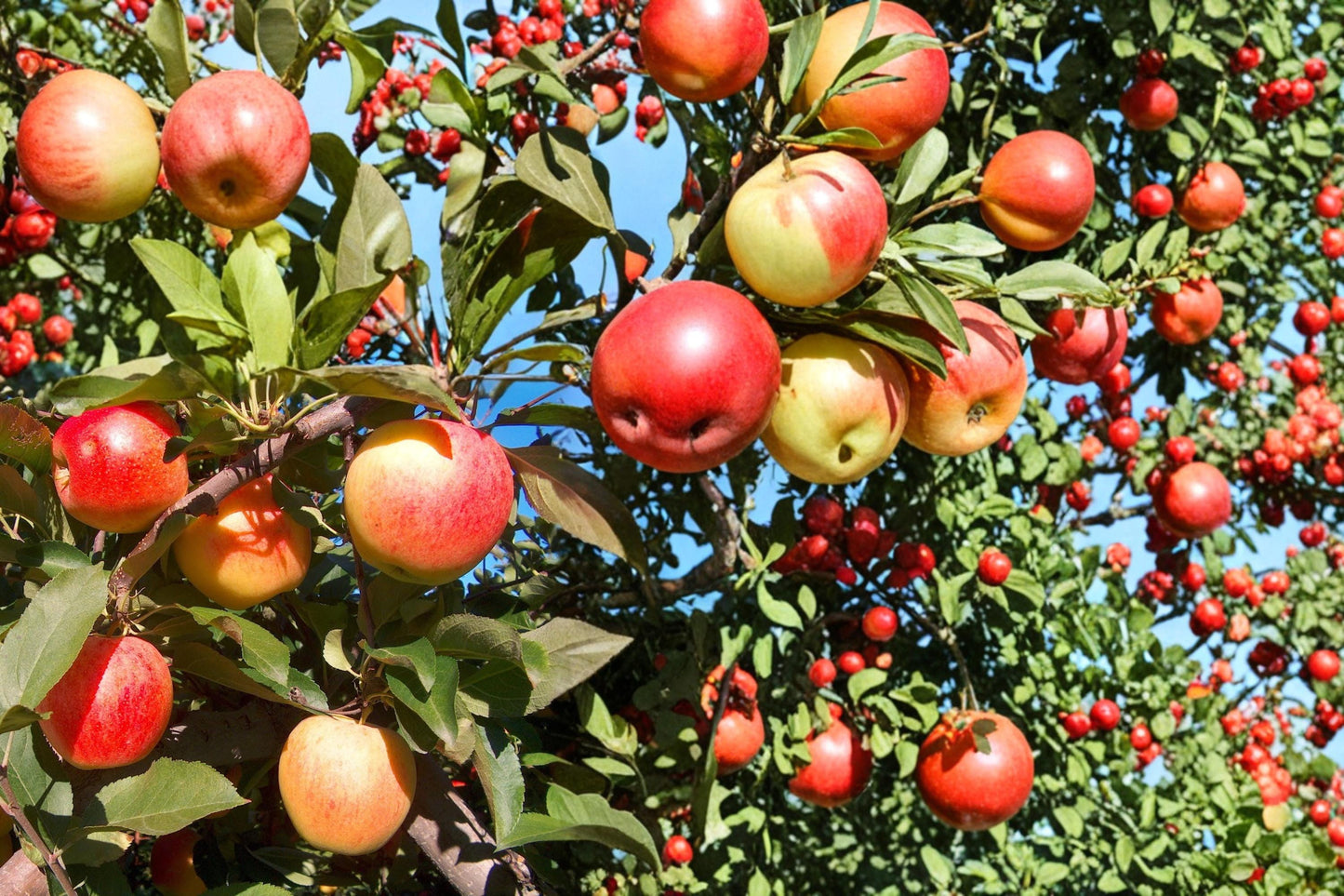 Apple Tree Seeds 50 Pack - Malus domestica - Deciduous Fruit Tree Seeds for Orchards & Gardens - Plant for Seasonal Blossoms