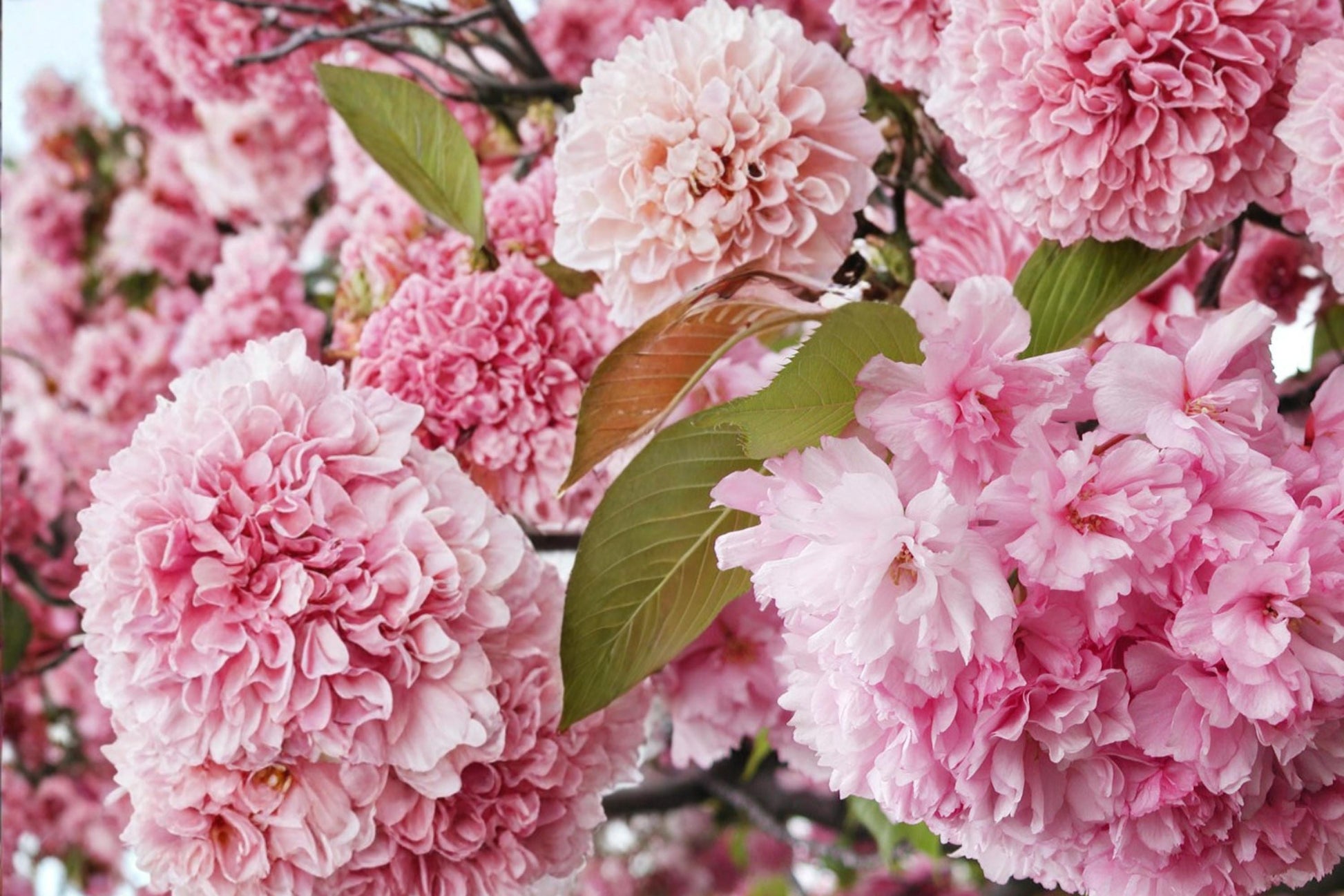 Sakura Seeds 10 Pack - Prunus serrulata - Pink Flowering Tree for Bonsai & Garden Landscapes - Ornamental Cherry Blossom Seeds