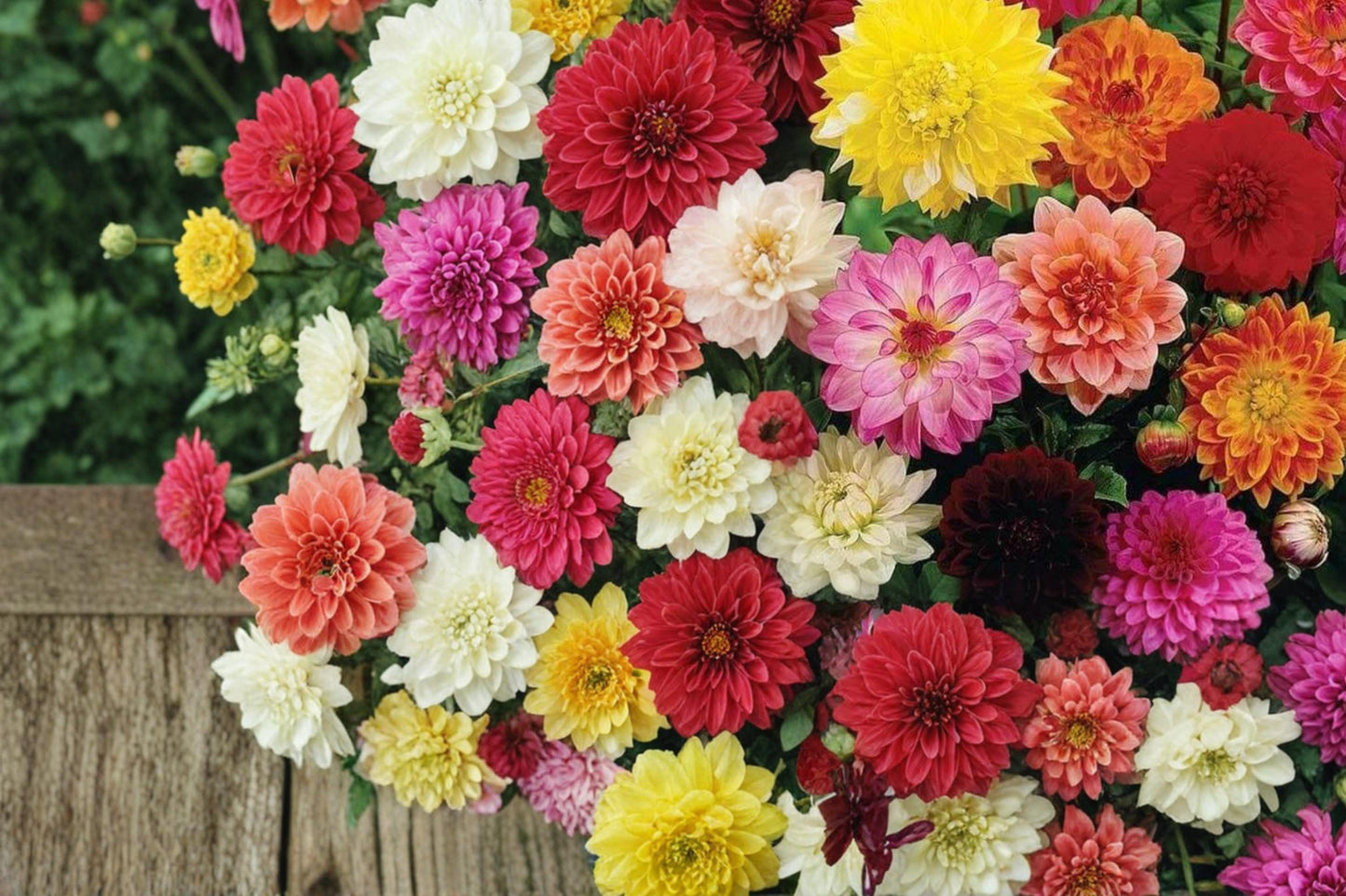 Dahlia Seeds Mix - 100 Seeds - Colorful Annual Flowering Plants - Dahlia pinnata - Ideal for Garden Beds & Containers