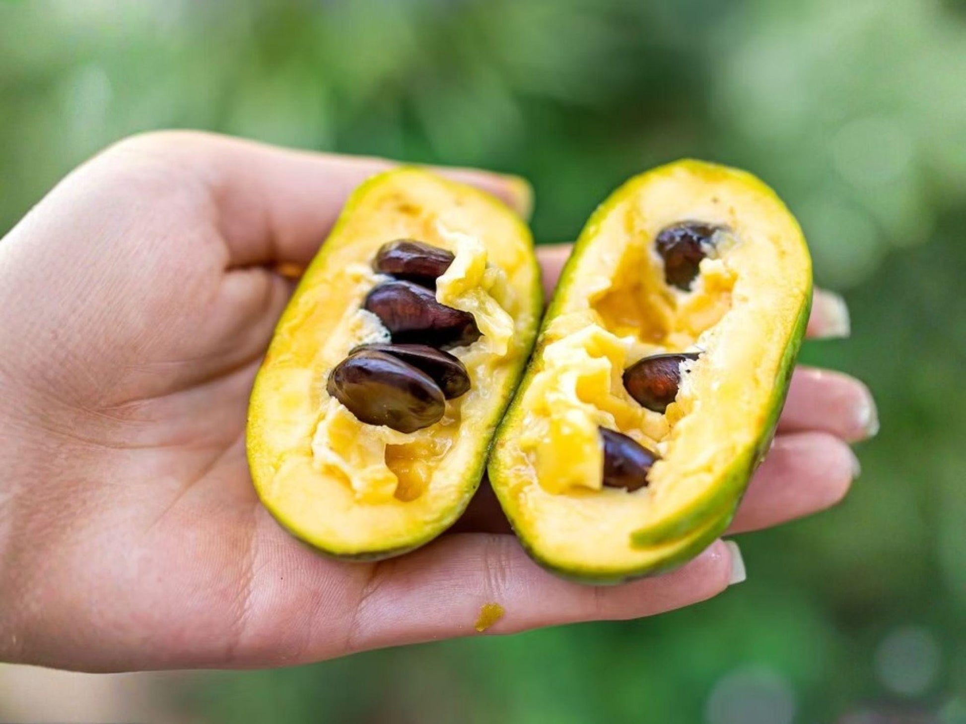 Pawpaw Tree Plant, 12-24 Inch Bare Root, Edible Fruit, Asimina triloba, Tropical Foliage, Purple Flowers, North American Native