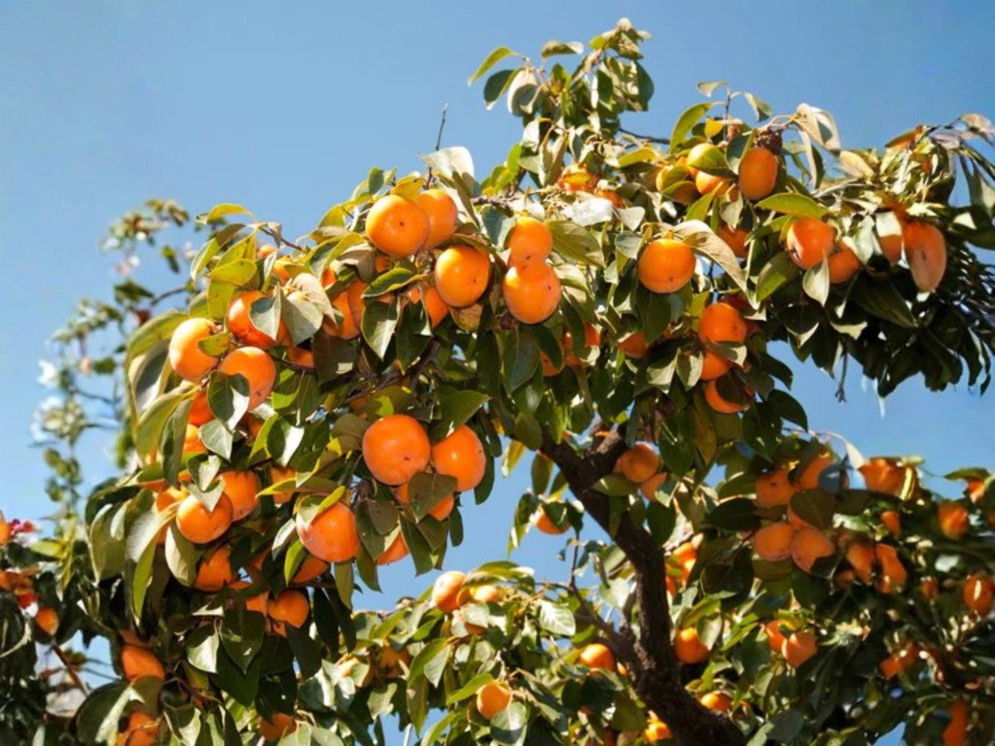 American Persimmon Fruit Tree, 12-24 Inch Bare Root, Diospyros virginiana, Sweet Orange Fruit, Native North American Tree