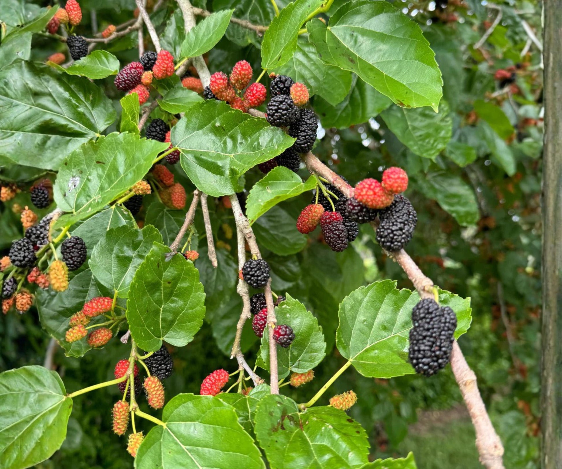Dwarf Everbearing Mulberry Plants Set of 4 - Fast Growing Fruit Trees for Indoor Outdoor Gardens, Morus nigra