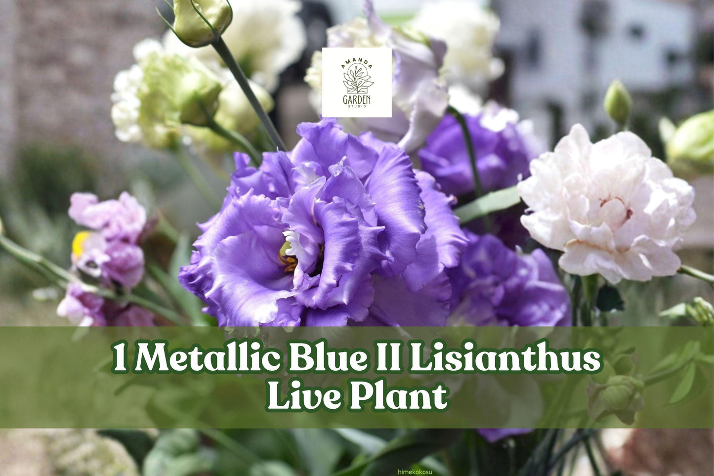 Metallic Blue II Lisianthus Live Plant Plug, Eustoma grandiflorum, Celeb Series, 3/4"-1" Starter Pot for Cut Flower Gardens