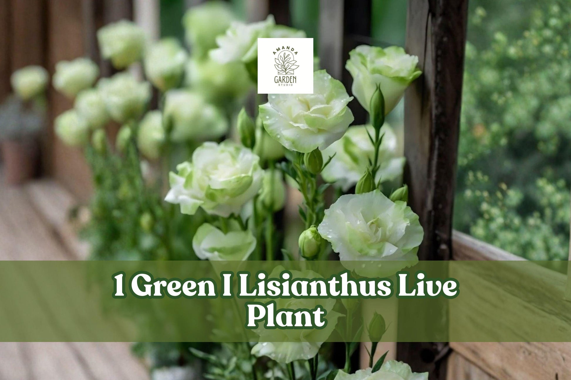 Green Lisianthus Live Plant Plug, Celeb Series Eustoma grandiflorum, Soft Green Ruffled Blooms, 3/4"-1" Starter Pot