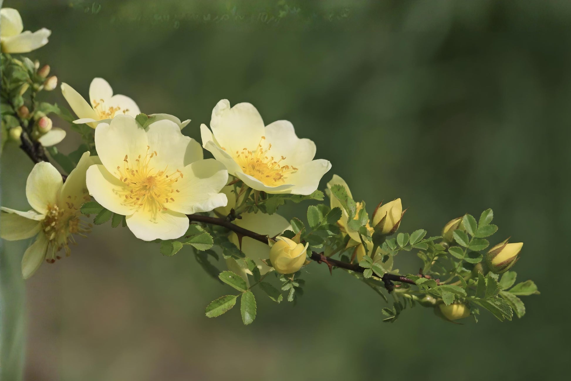 Manchu Yellow Rose Seeds (10) | Rosa xanthina | Bright Yellow Blooms for Gardens and Landscapes | Hardy Shrub Rose