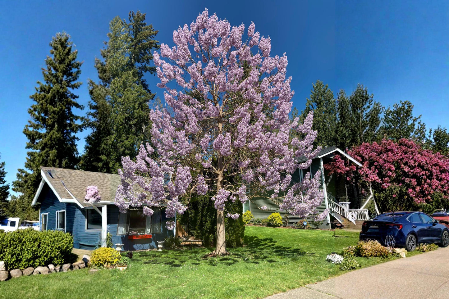 Empress Tree Seeds (100) - Royal Paulownia, Lavender-Purple Blooms, Fast-Growing Ornamental Tree, Paulownia tomentosa