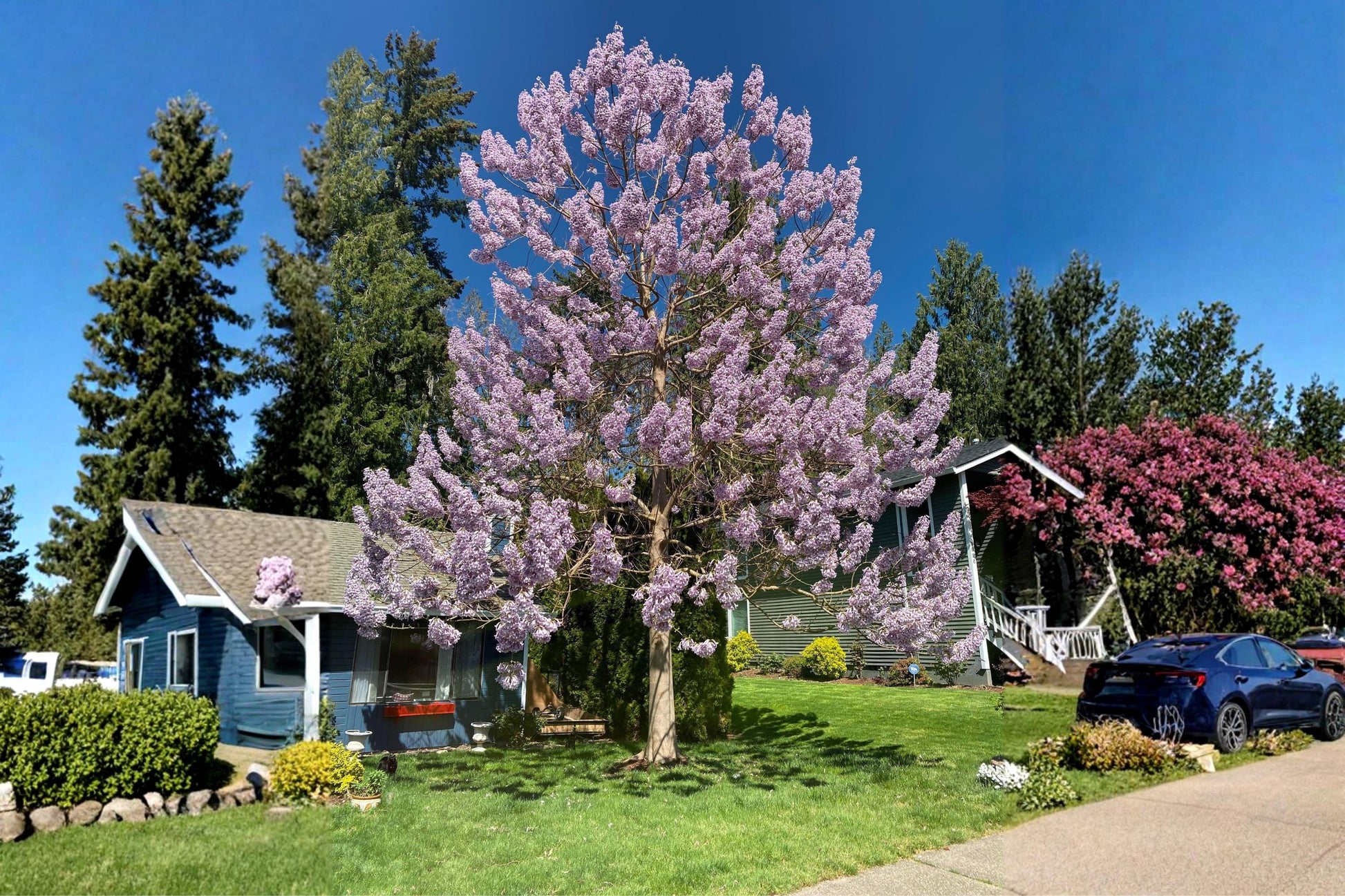 Empress Tree Seeds (100) - Royal Paulownia, Lavender-Purple Blooms, Fast-Growing Ornamental Tree, Paulownia tomentosa