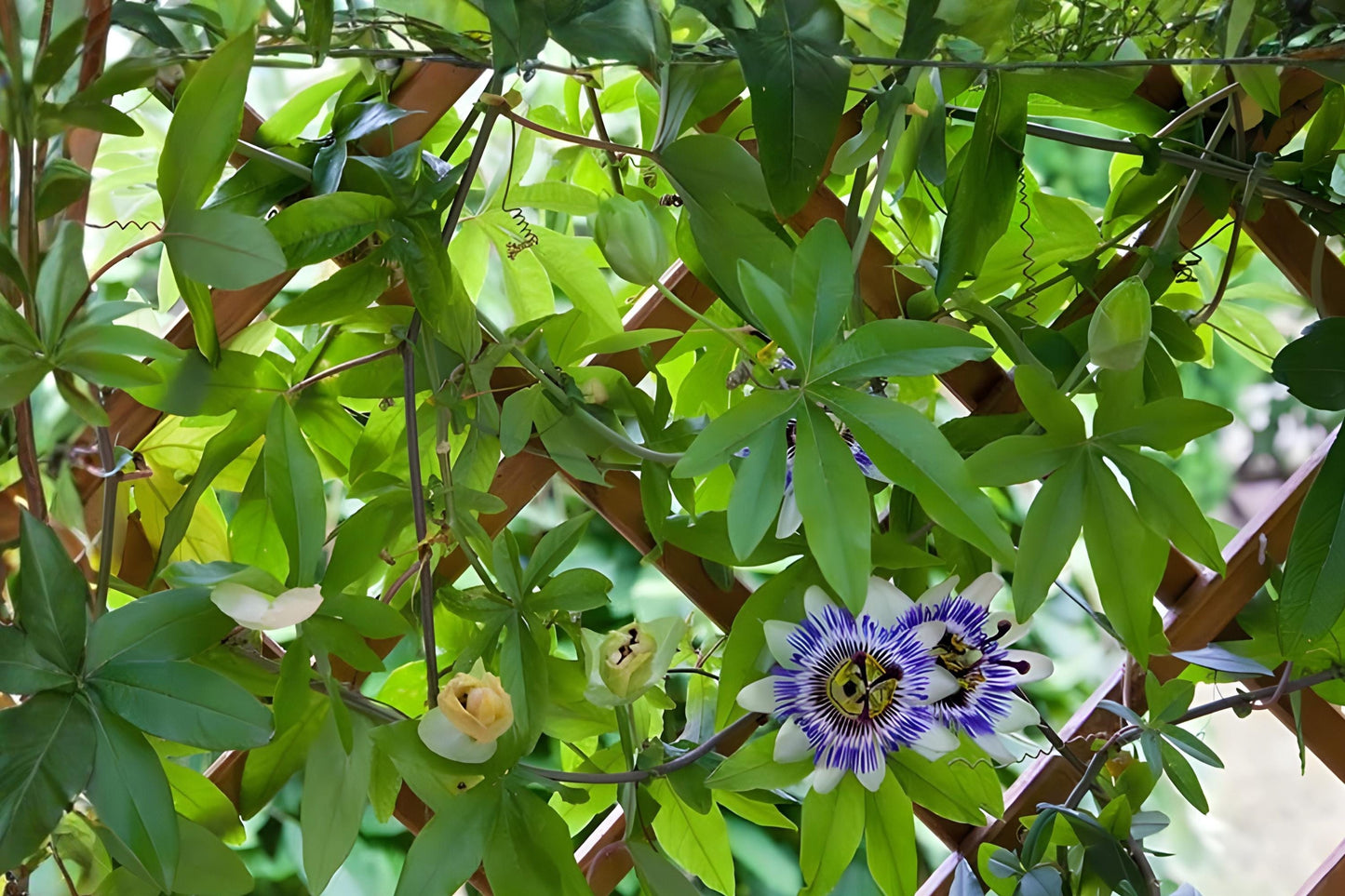Passion Fruit Seeds (10) | Purple Passionflower - Edible Fruit & Ornamental Blooms | Passiflora edulis