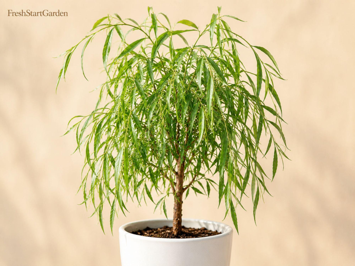 Weeping Willow Bare Root Tree 12-24” Salix babylonica Ornamental Shade Plant for Landscape, Fast-Growing Deciduous Tree