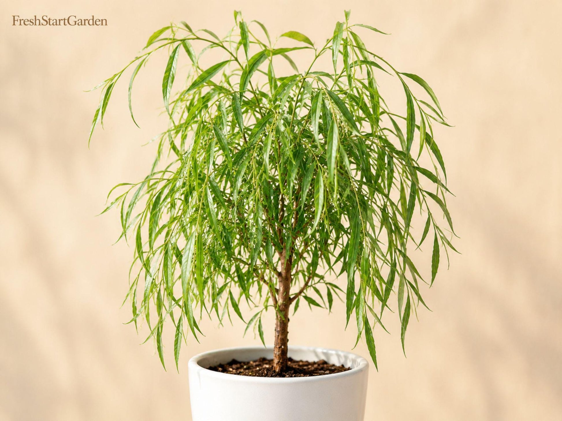 Weeping Willow Bare Root Tree 12-24” Salix babylonica Ornamental Shade Plant for Landscape, Fast-Growing Deciduous Tree