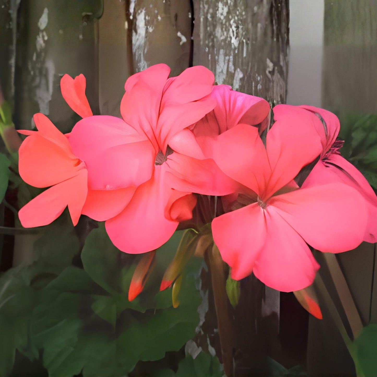 Orange Pink Geranium Cuttings | 4 Live Starter Cuttings | Pelargonium Zonal | Coral Pink Blooms | Easy Care Propagation