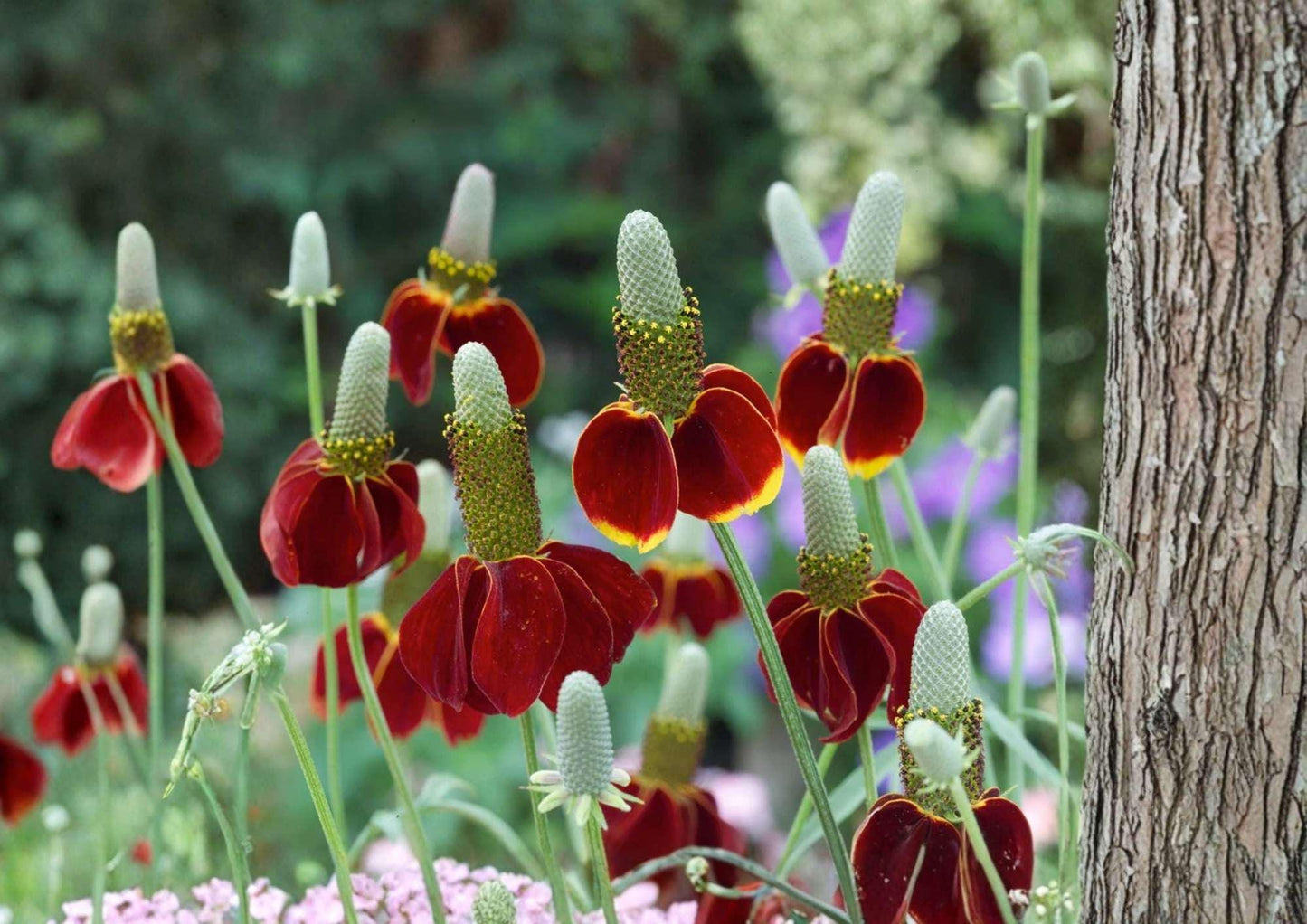 500+ Mexican Hat Seeds | Drought Tolerant Perennial Wildflower | Ratibida columnifera Red Yellow Pollinator Flower