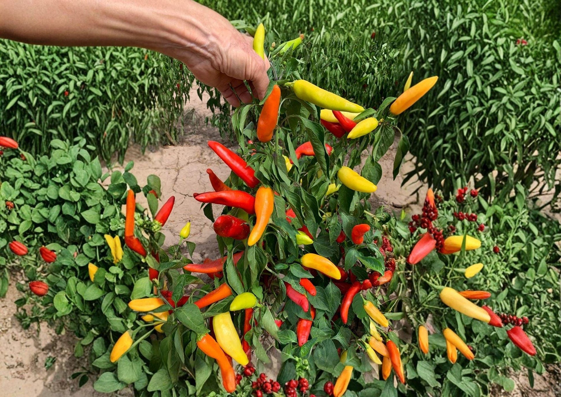 Hungarian Yellow Wax Pepper Seeds - Heirloom Hot Pepper Seeds for Garden Planting, Medium Heat, High Yield, Capsicum annuum