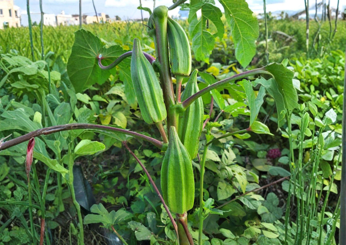 Louisiana Green Velvet Okra Seeds - 50+ Heirloom Vegetable Seeds, 1941 AAS Winner, Spineless Tender Pods, High Yield
