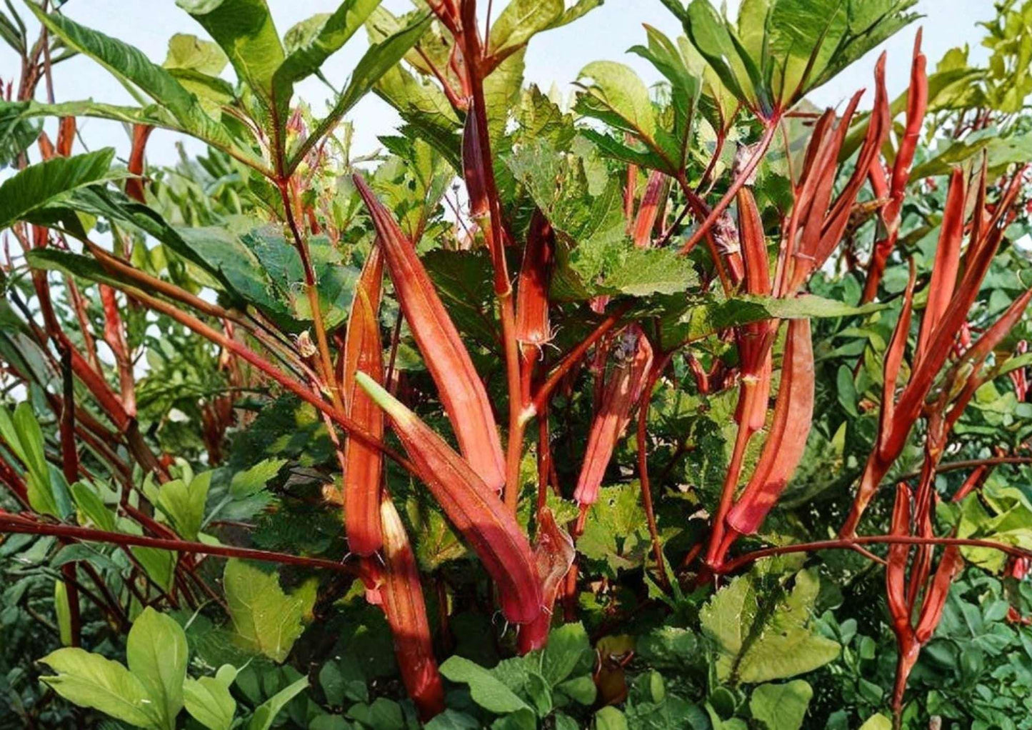 50+ Jing Orange Okra Seeds | Heirloom Rare Vegetable Seeds | Vibrant Orange Pods | Unique Okra Variety - Abelmoschus esculentus