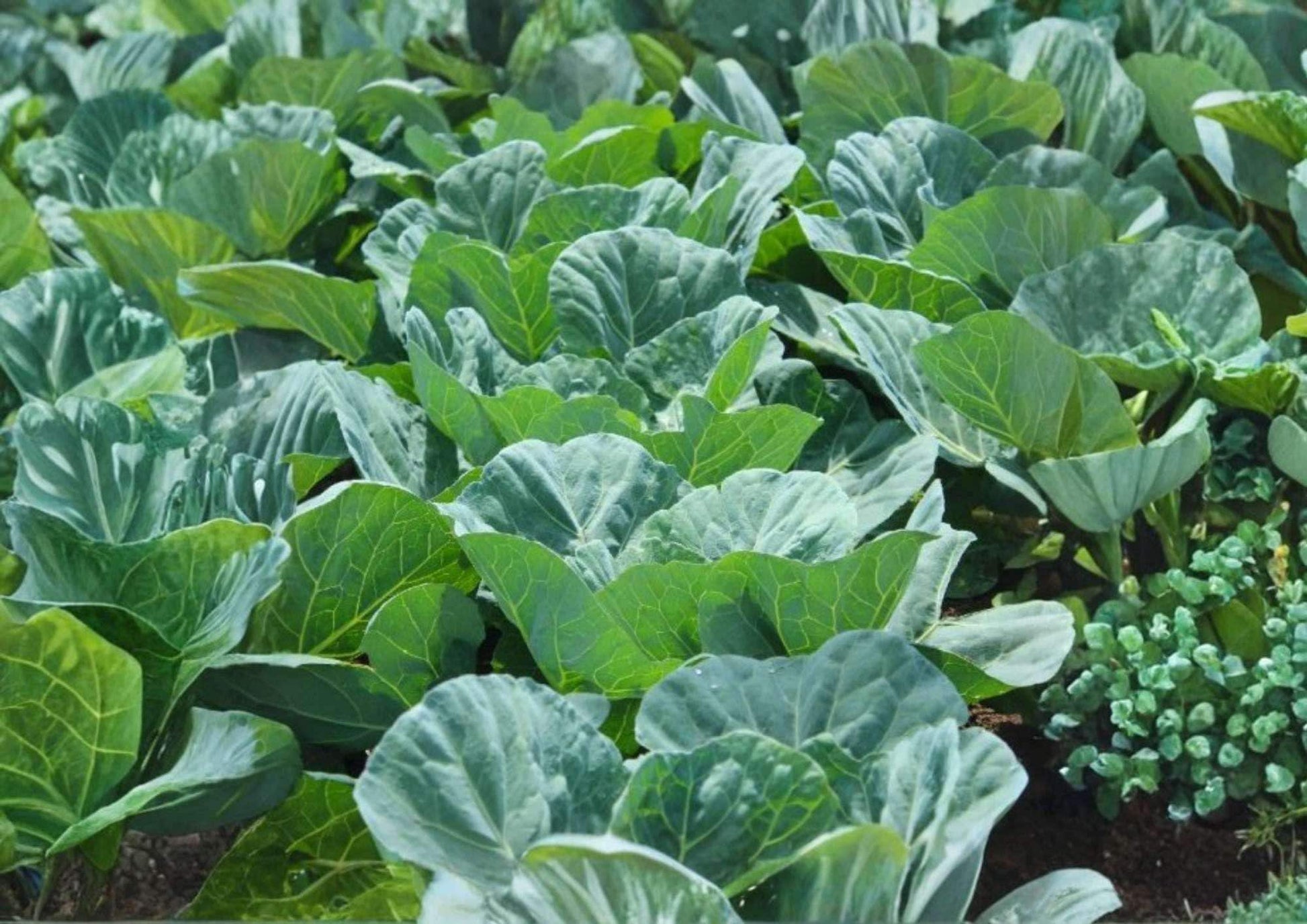 Morris Heading Collard Seeds - 200+ Heirloom Non-GMO Vegetable Seeds for Garden Planting - Cold Hardy Southern Greens