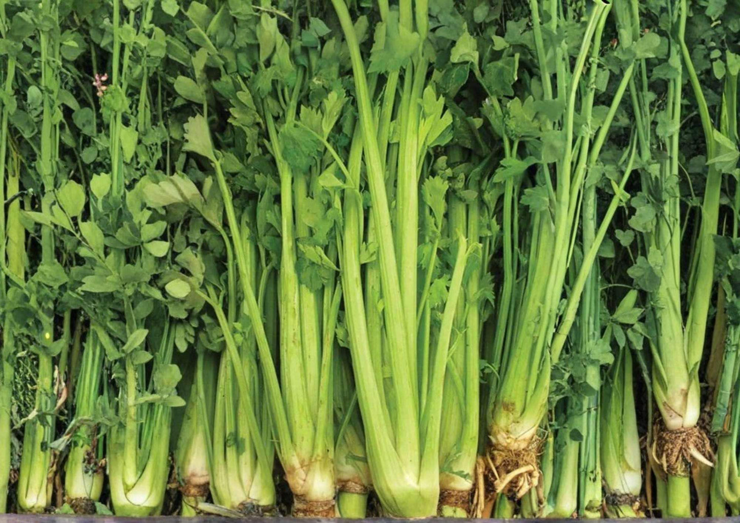 Tall Utah Celery Seeds - 1500+ Heirloom Crisp Stringless Vegetable Seeds for High Yield Gardening (Apium graveolens)